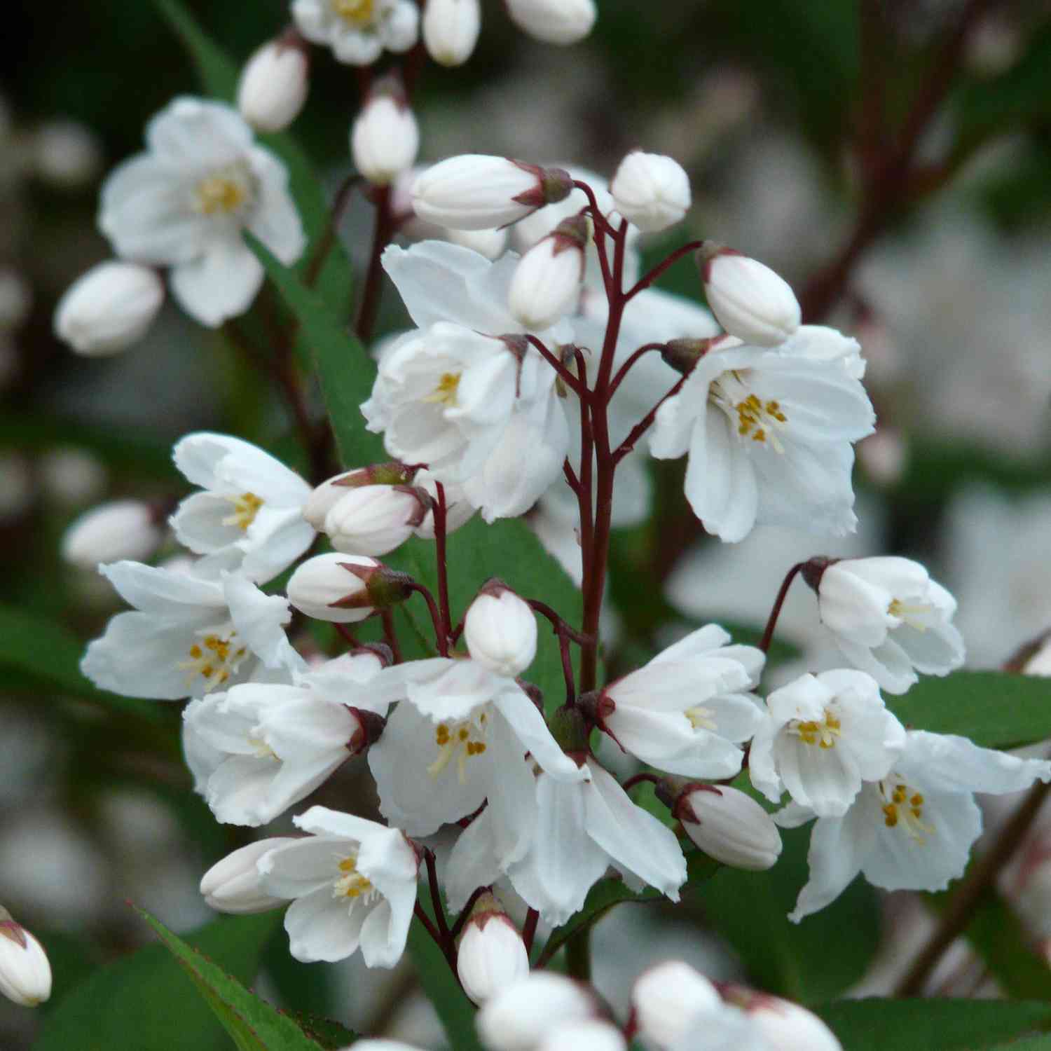 Maiblumenstrauch - Deutzie