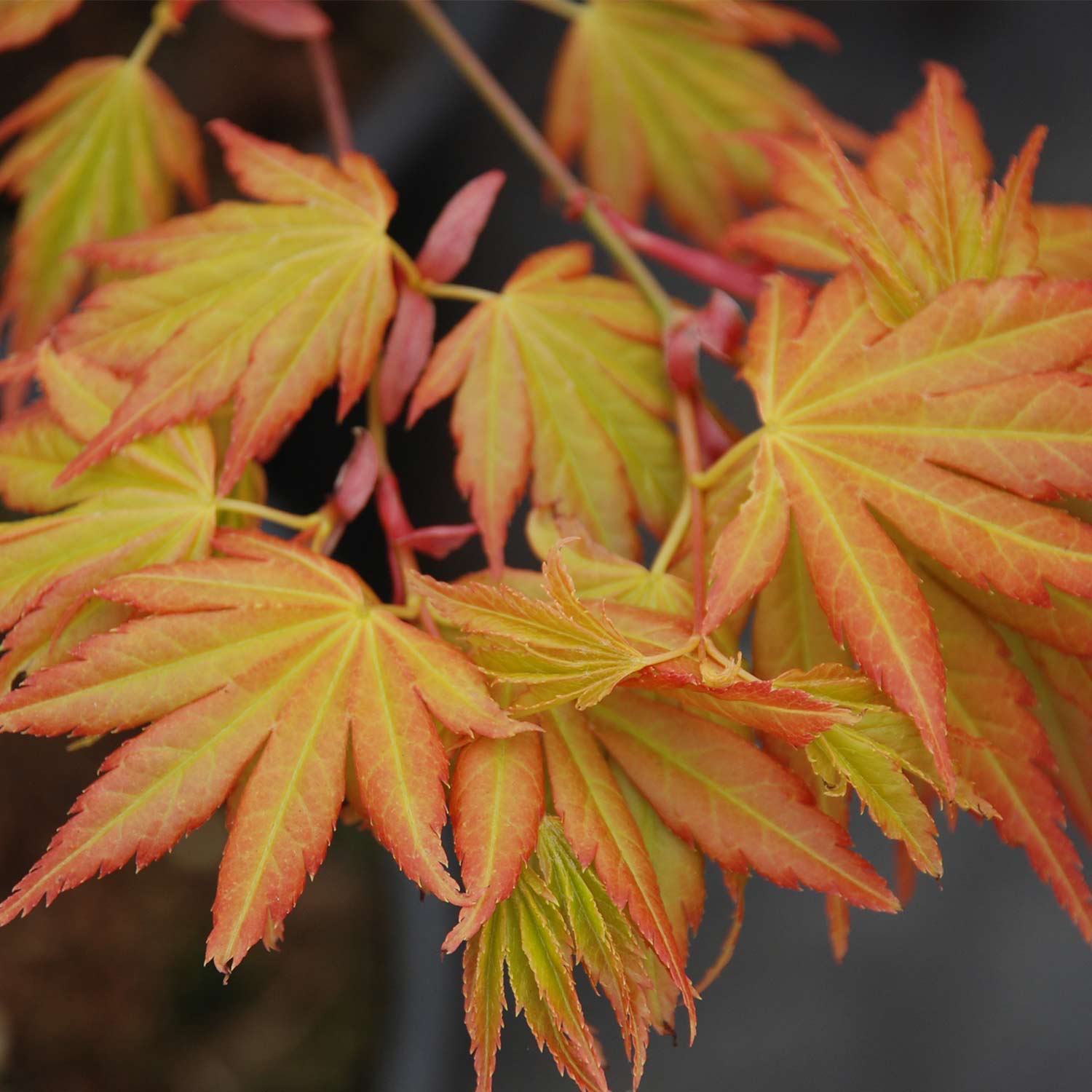Goldahorn 'Orange Dream' C 3-5, 80 - 100 Liefergröße: 80 - 100 cm
