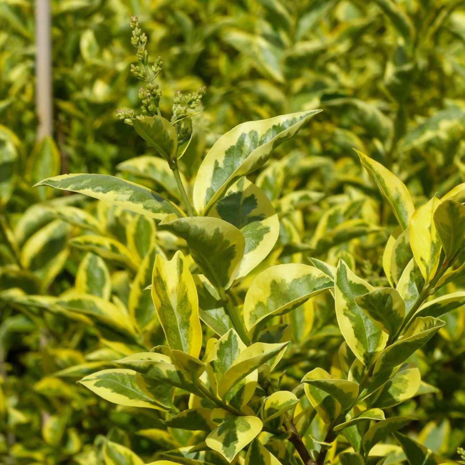 Goldliguster 'Aureum'
