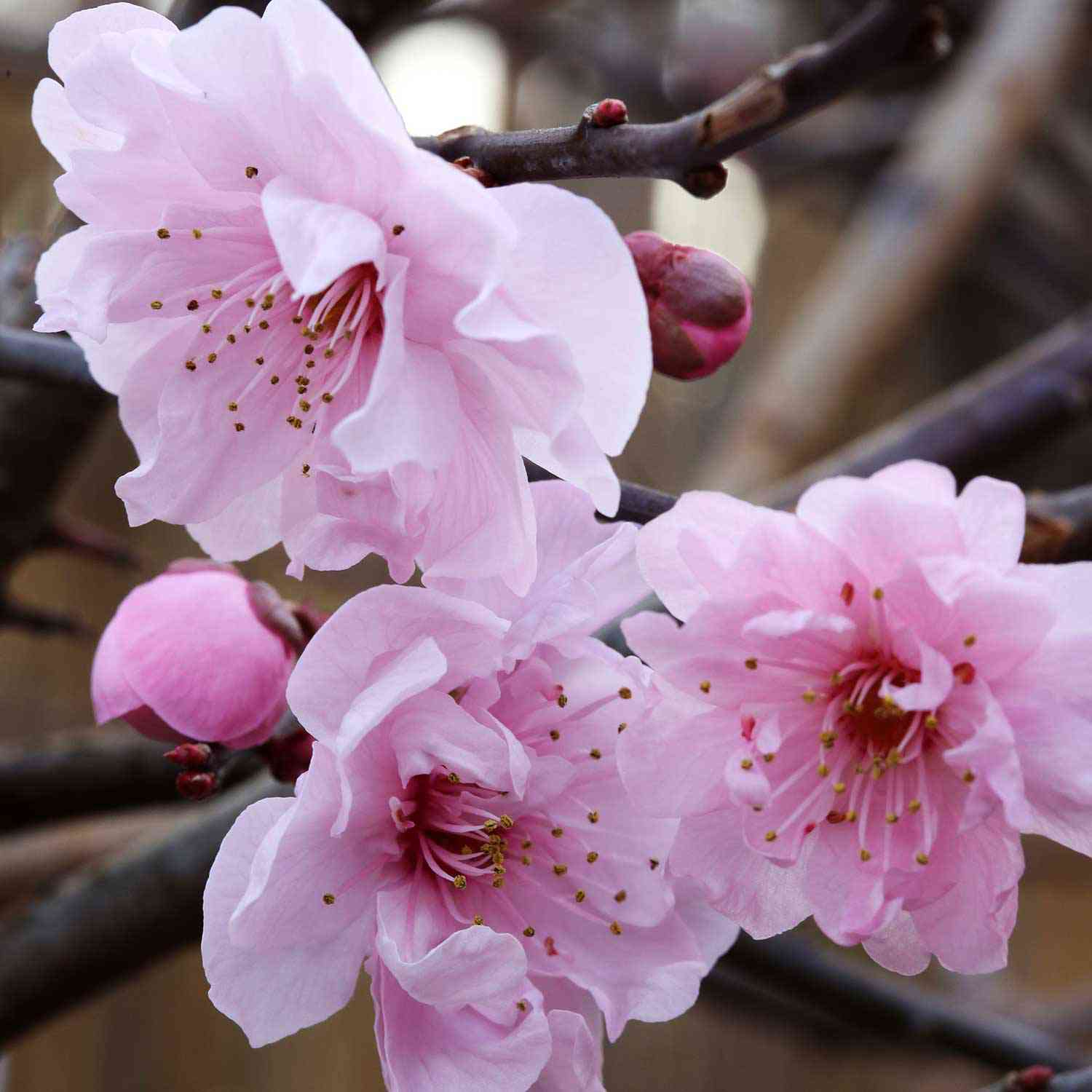 Blutpflaume gefüllte Blüten Blutpflaume gefüllte Blüten