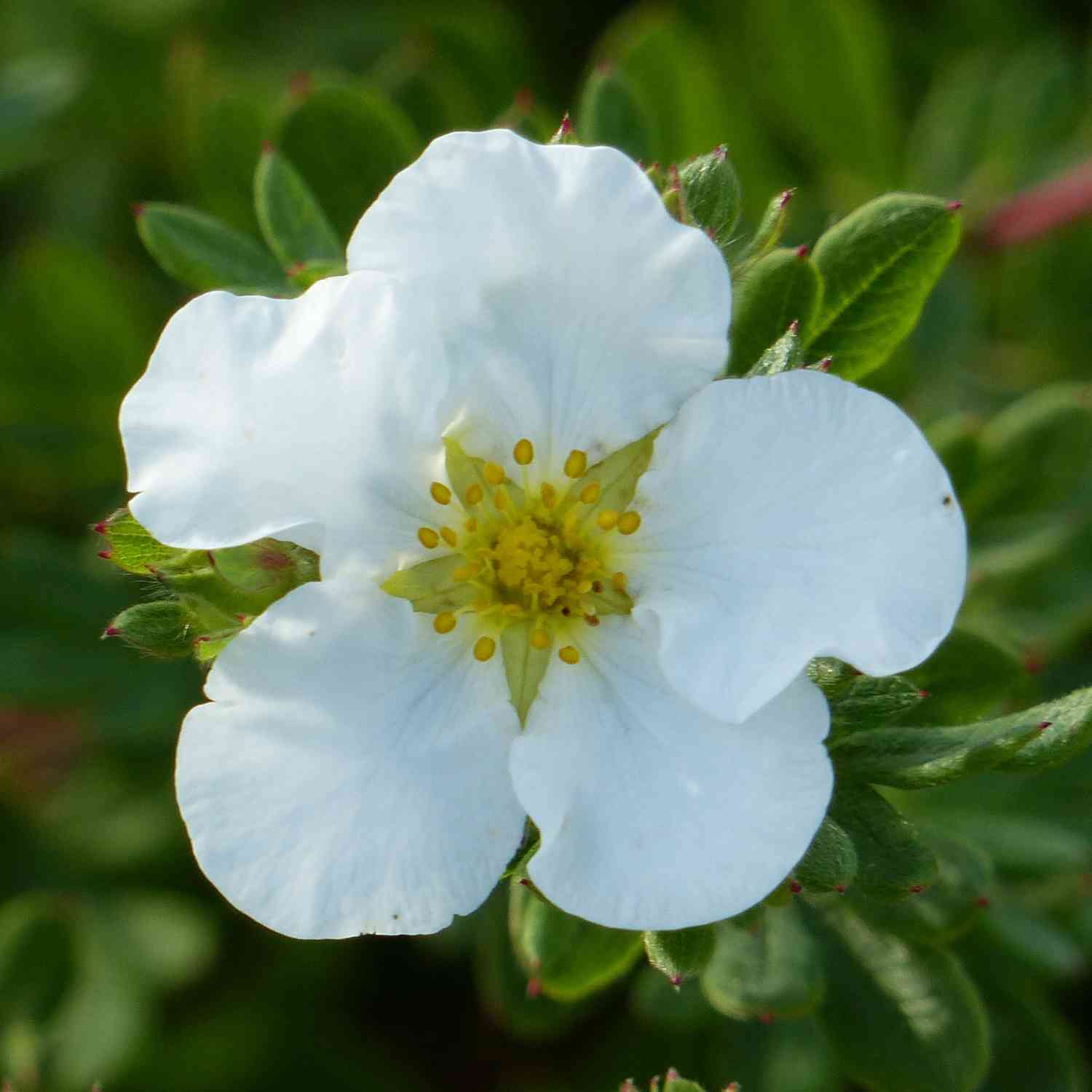 Fingerstrauch 'Abbotswood'