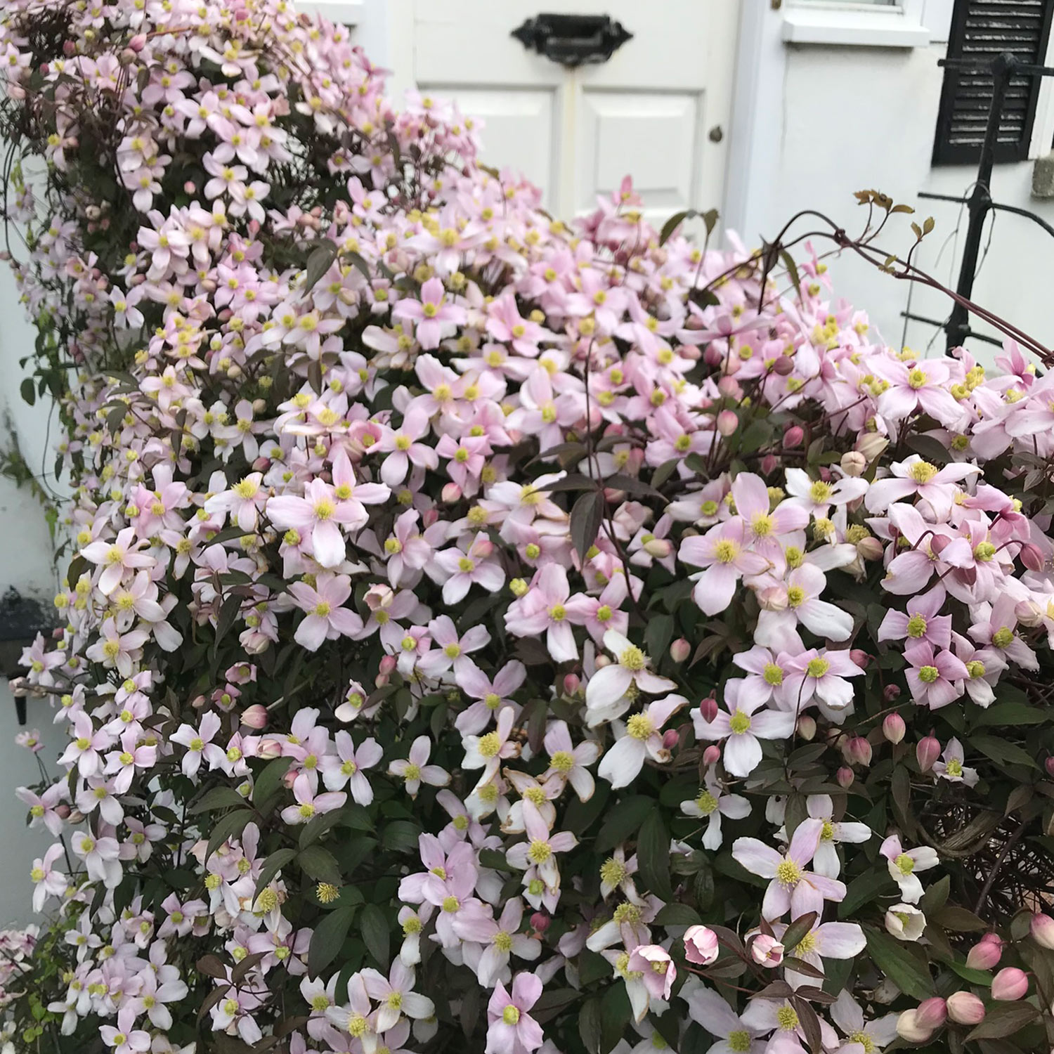Clematis 'Tetra Rose' Liefergröße: 40 - 60 cm