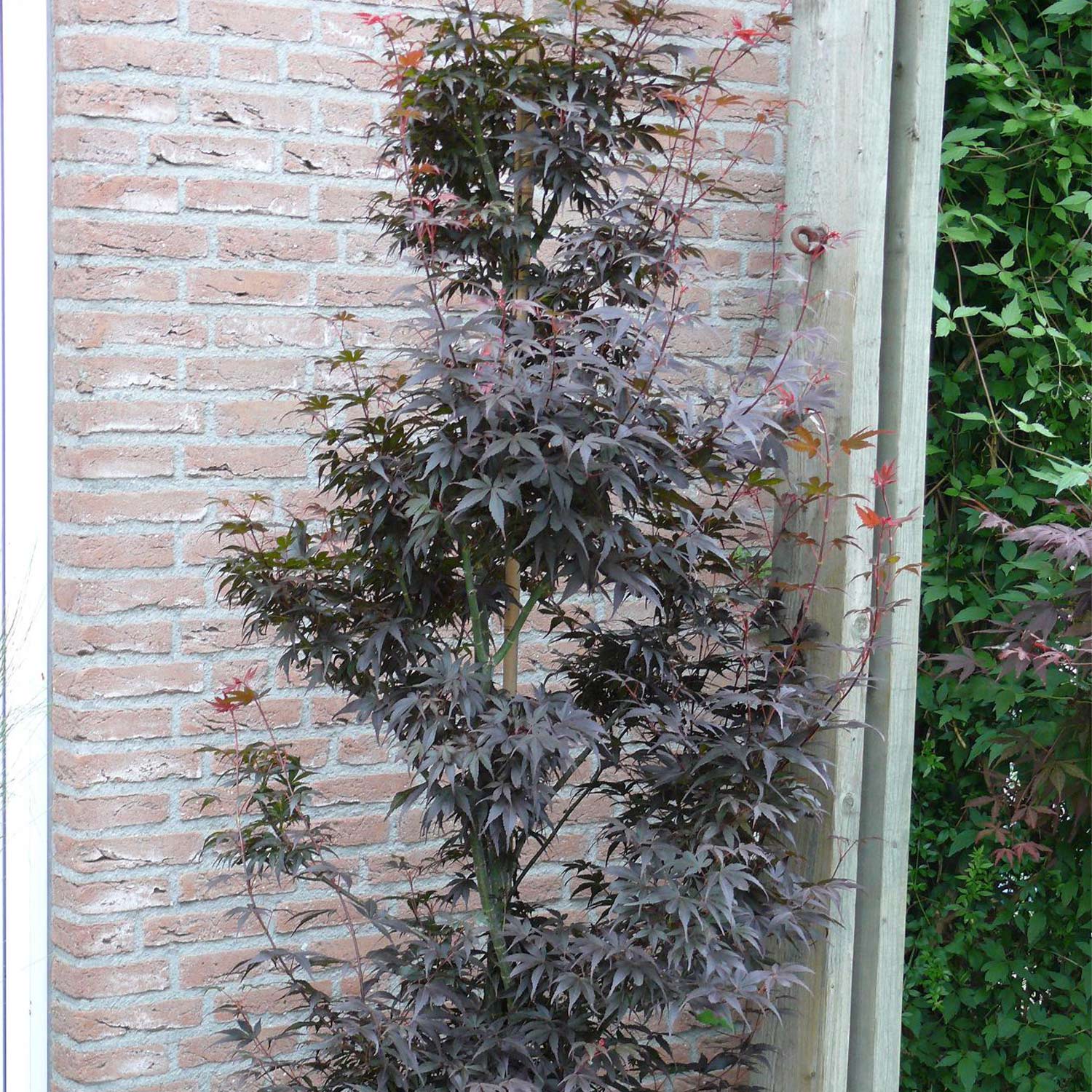 Fächerahorn 'Skeeter's Broom' C5 40 - 60 cm Liefergröße: 40 - 60 cm