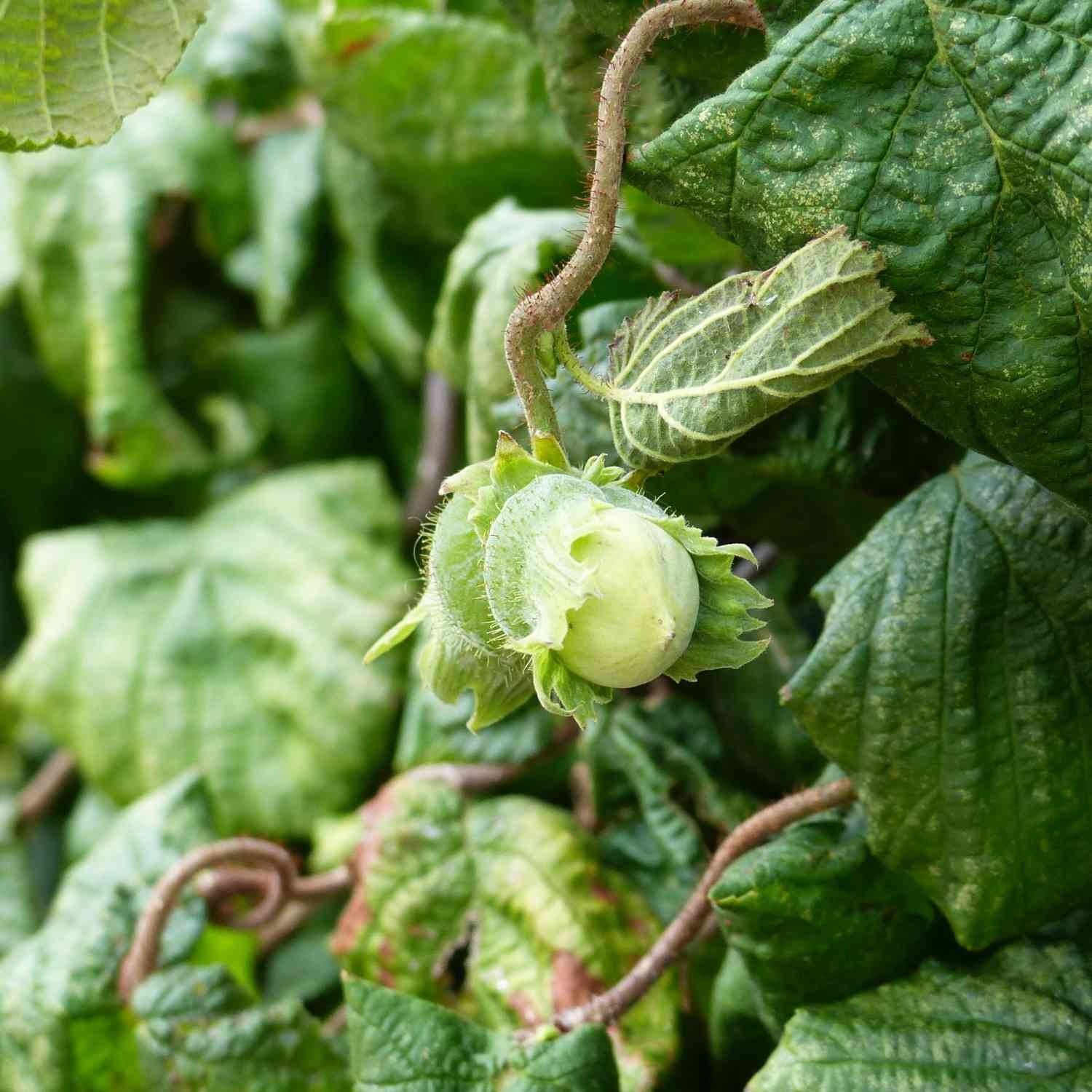 Korkenzieher-Hasel 'Schlangenast' Kleine Gartenforscher