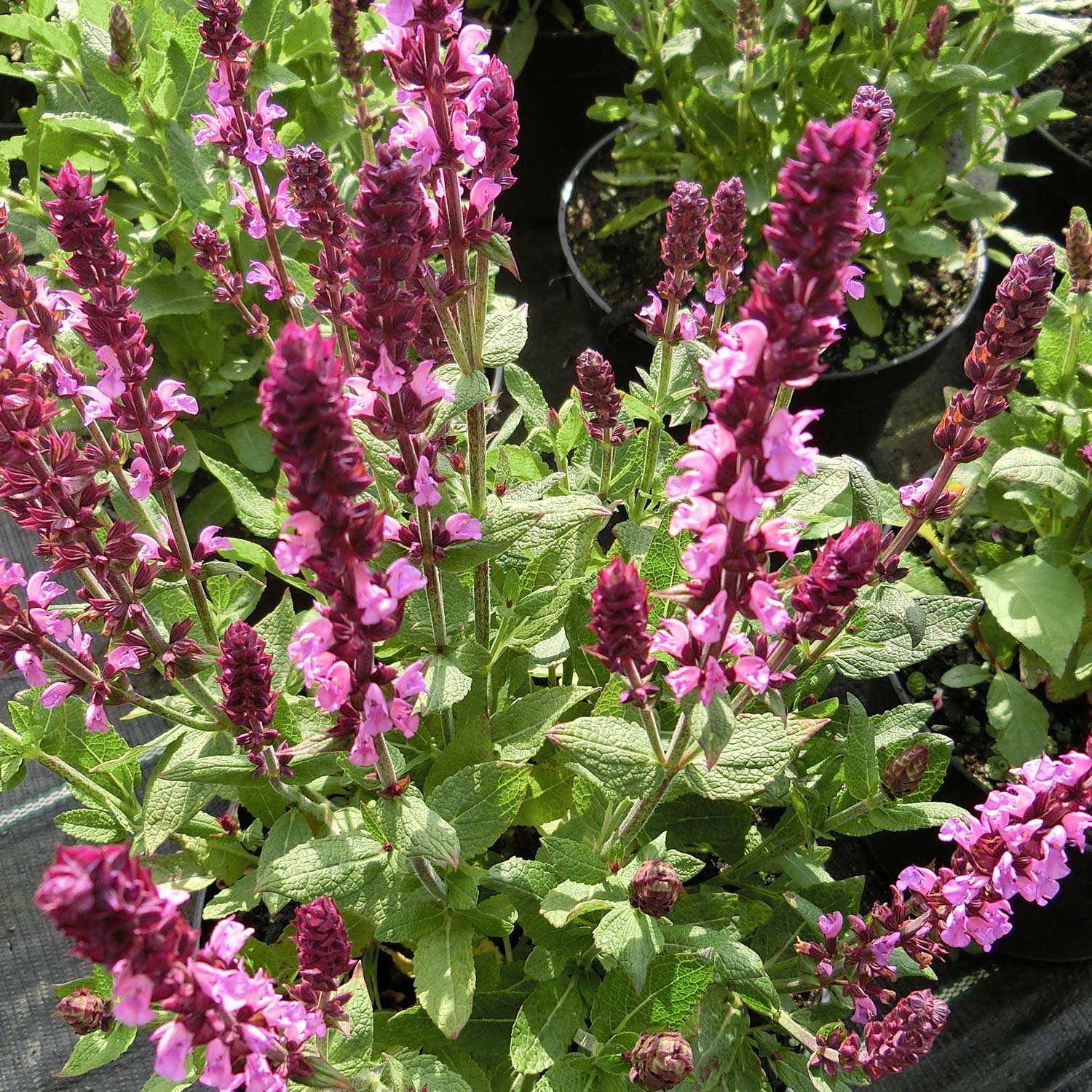 Wiesen-Salbei Wiesen-Salbei