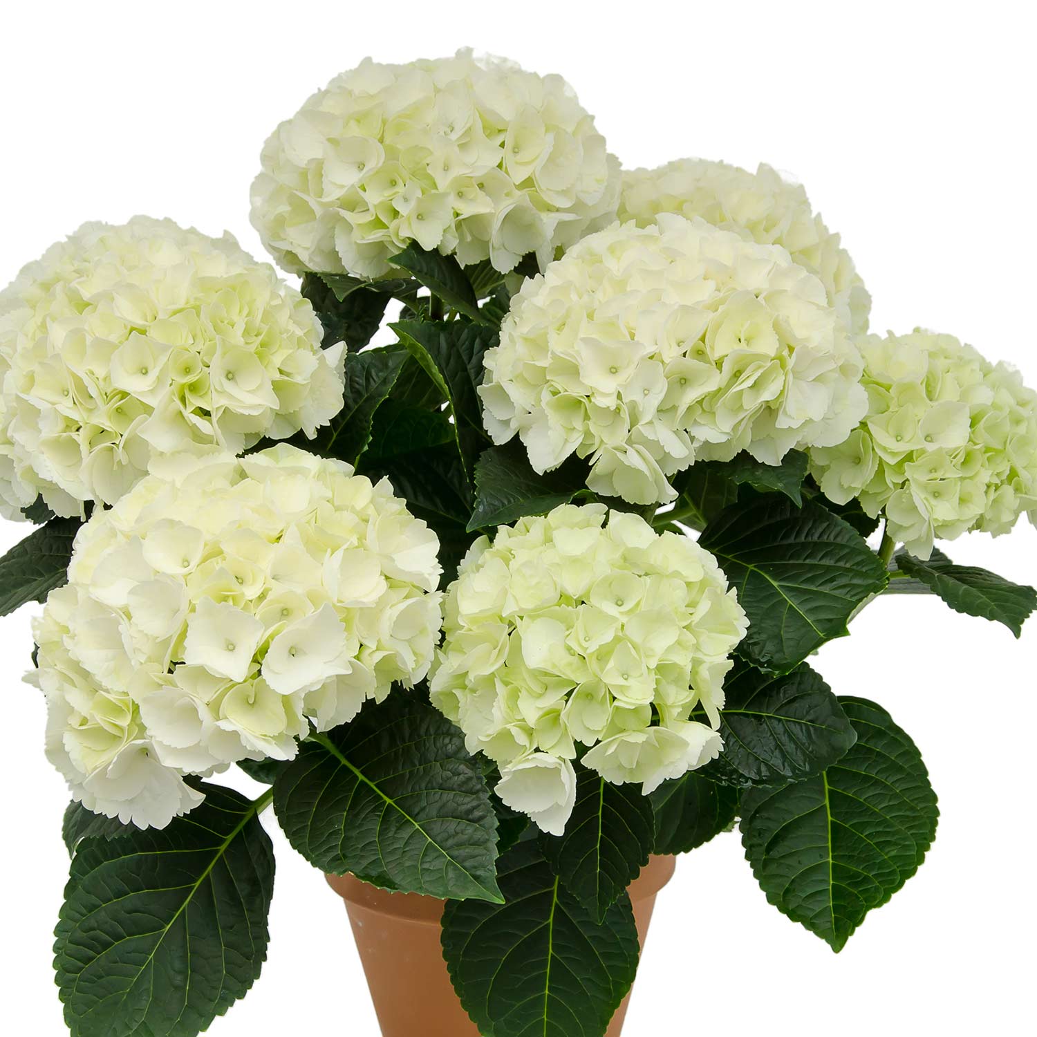 Kategorie <b>Blütensträucher und Ziergehölze </b> - Ballhortensie Saxon® 'Bright White' Liefergröße: 30 - 40 cm - Hydrangea macrophylla 'Saxon® Bright White'