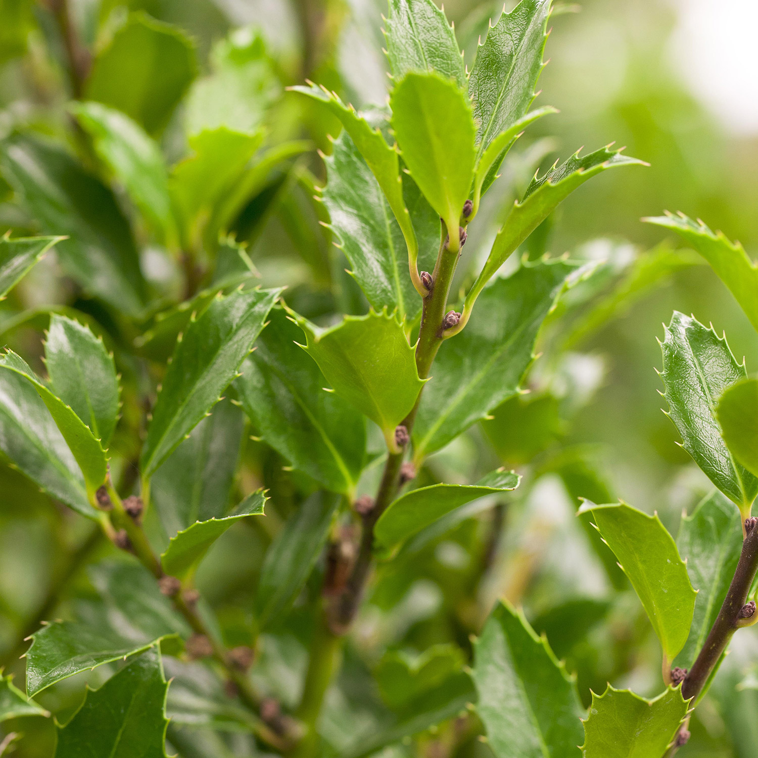 Stechpalme - Ilex 'Heckenfee' 5 Liter Container, 60 - 80 cm Liefergröße: 60 - 80 cm