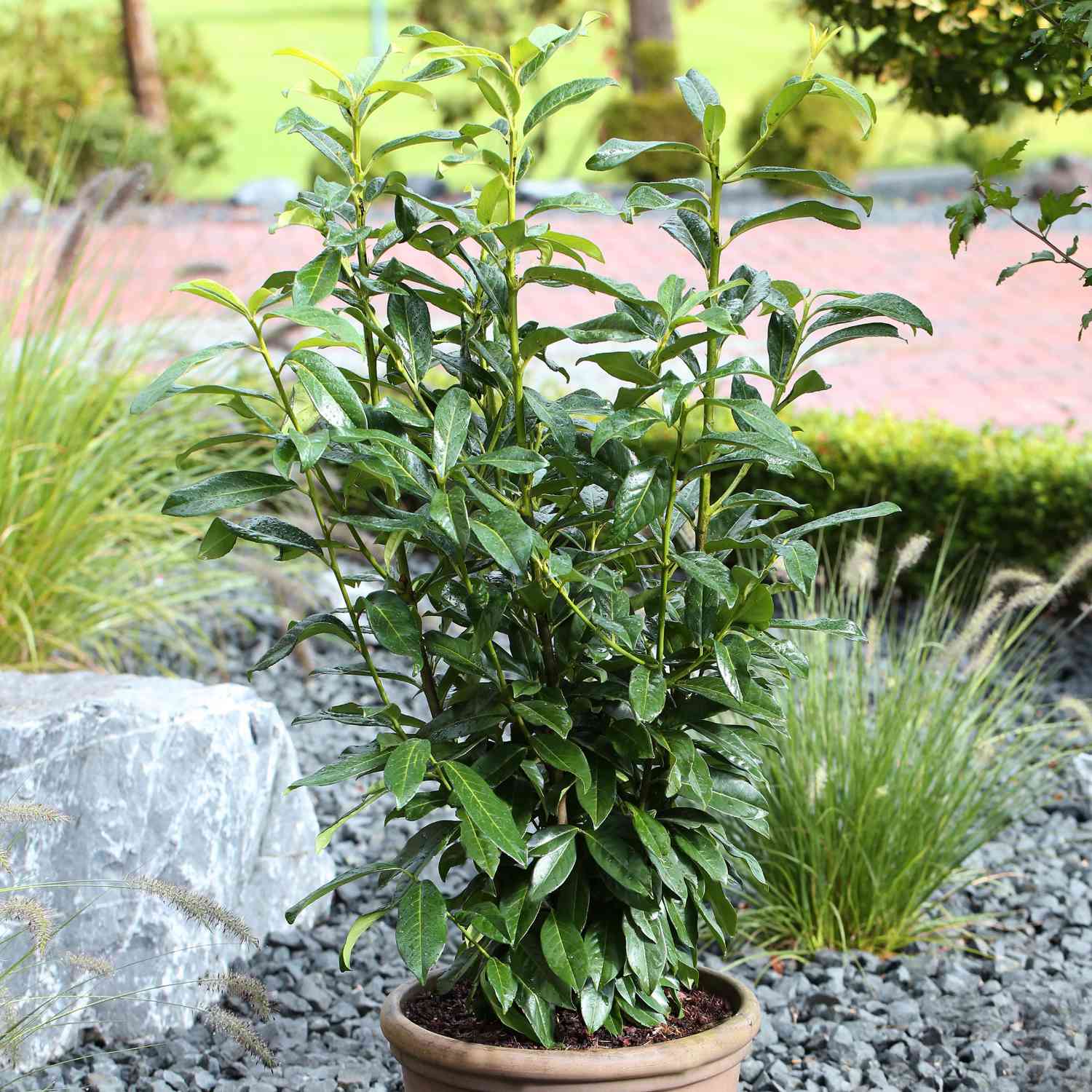 Kirschlorbeer /Lorbeerkirsche 'Genolia®', 5 Liter, 60 - 80 cm Liefergröße: 60 - 80 cm