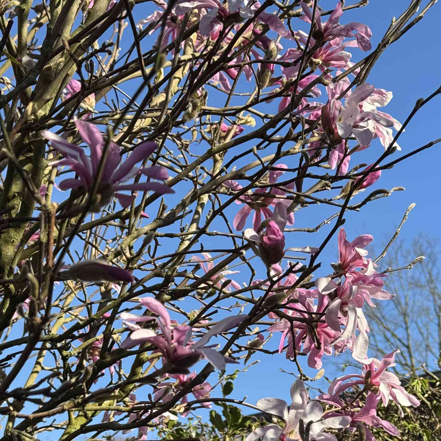 Sternmagnolie 'George Henry Kern'