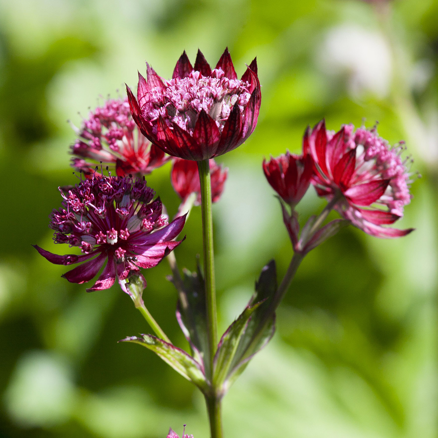 Sterndolde 'Ruby Wedding'