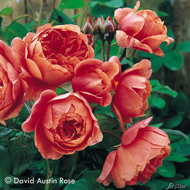 David Austin-Rose 'Summer Song®' Wz Liefergröße: 3 starke Triebe, A-Qualität