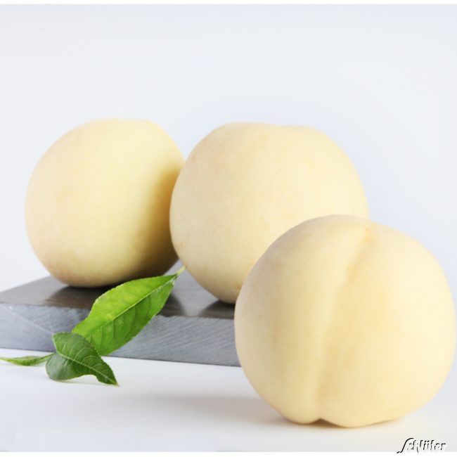 Weißer Pfirsich 'Icepeach' Liefergröße: Stämmchen