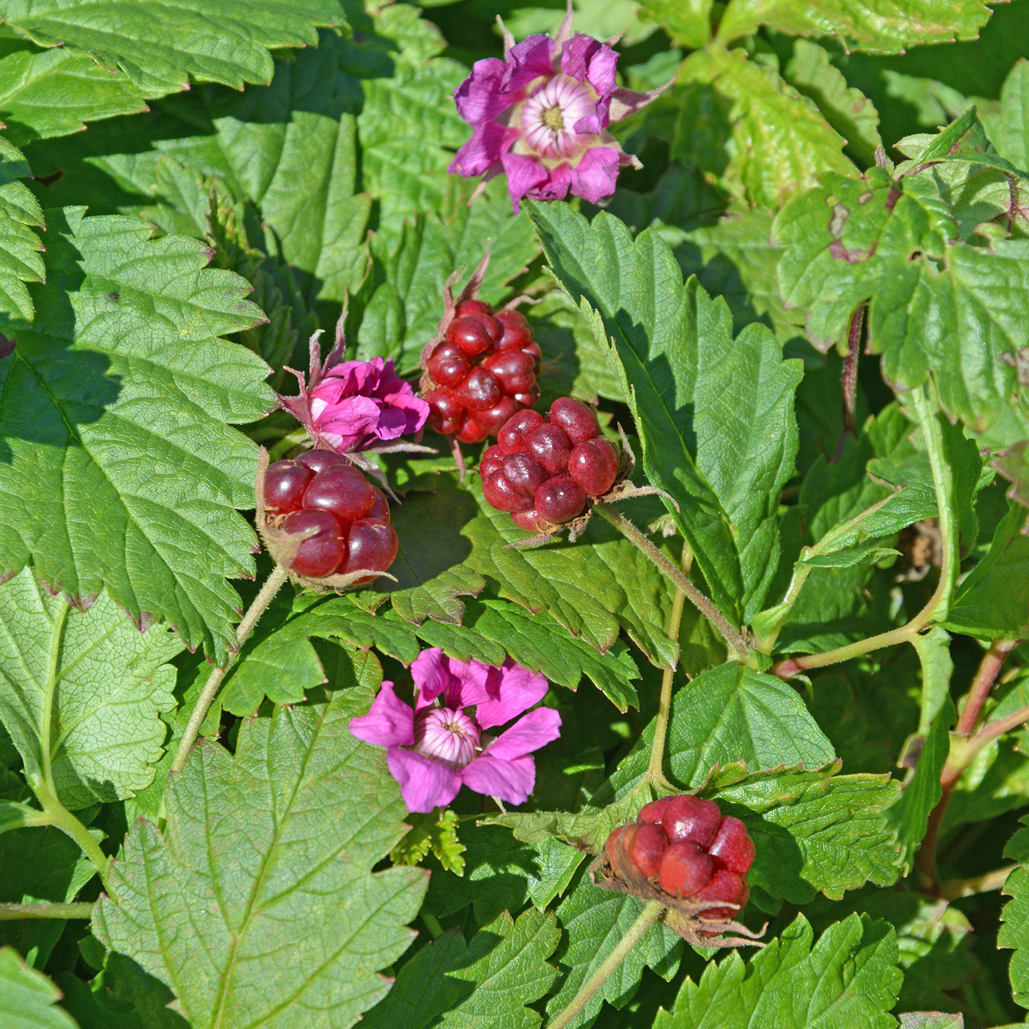 Kategorie <b>Produkt ohne Kategoriezuordnung </b> - Allackerbeere 'Beata' Lieferform: Im 2 Liter Topf - Rubus arcticus 'Beata'