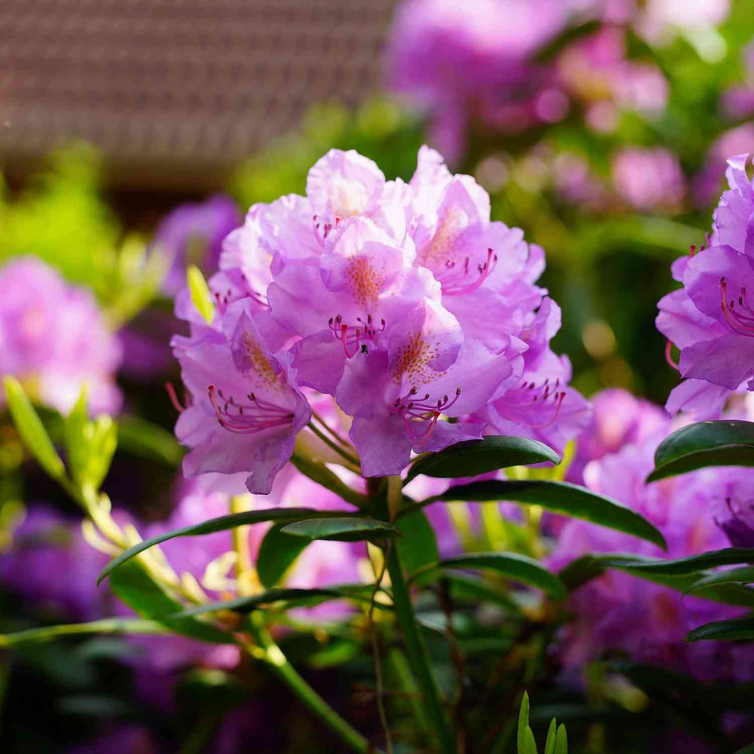 Rhododendron 'Catawbiense Grandiflora'