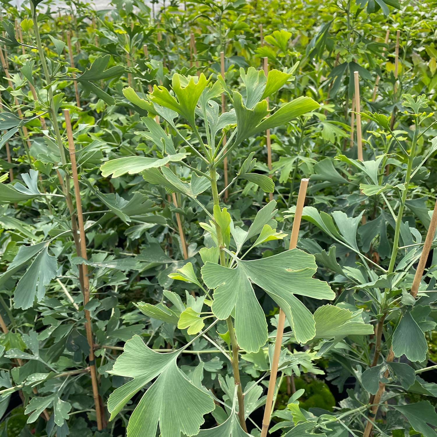 Kategorie <b>Produkt ohne Kategoriezuordnung </b> - Fächerblattbaum C5 - 7,5, 125-150 cm Liefergröße: 125 - 150 cm - Ginkgo biloba