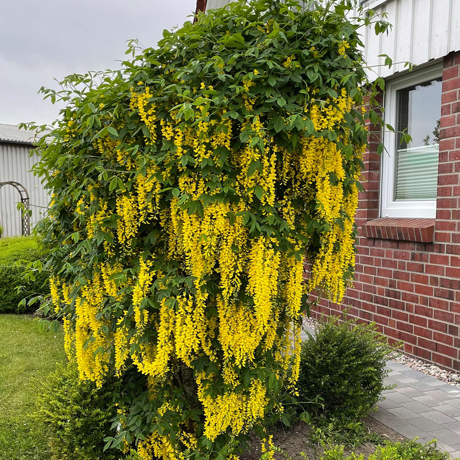 Goldregen 'Vossii' C5 60 - 100 Liefergröße: 60 - 100 cm, gestäbt