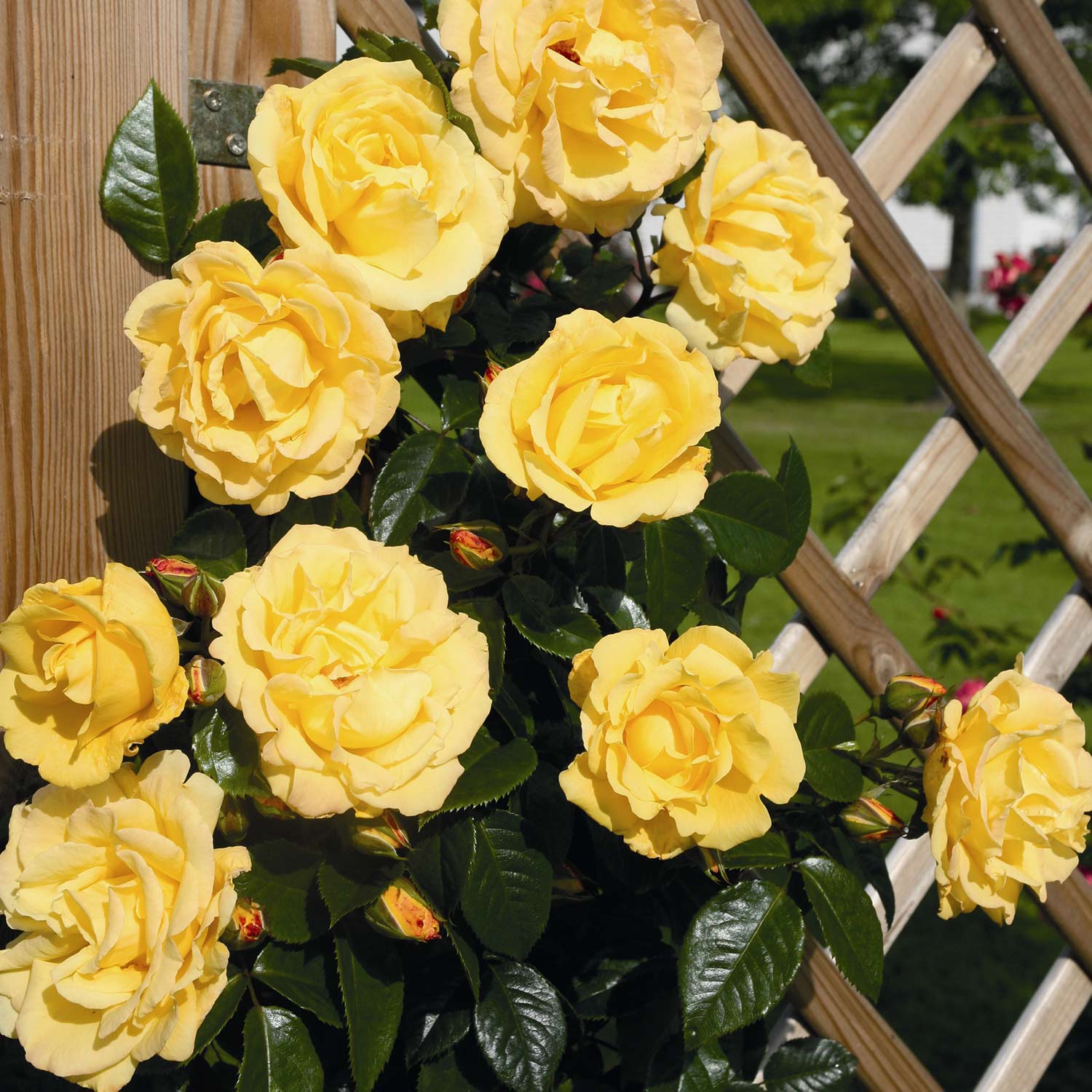 Kletterrose 'Dukat®' Wurzelnackte Pflanze, 2 - 3 Triebe Liefergröße: A-Qualität, mindestens 3 starke Triebe