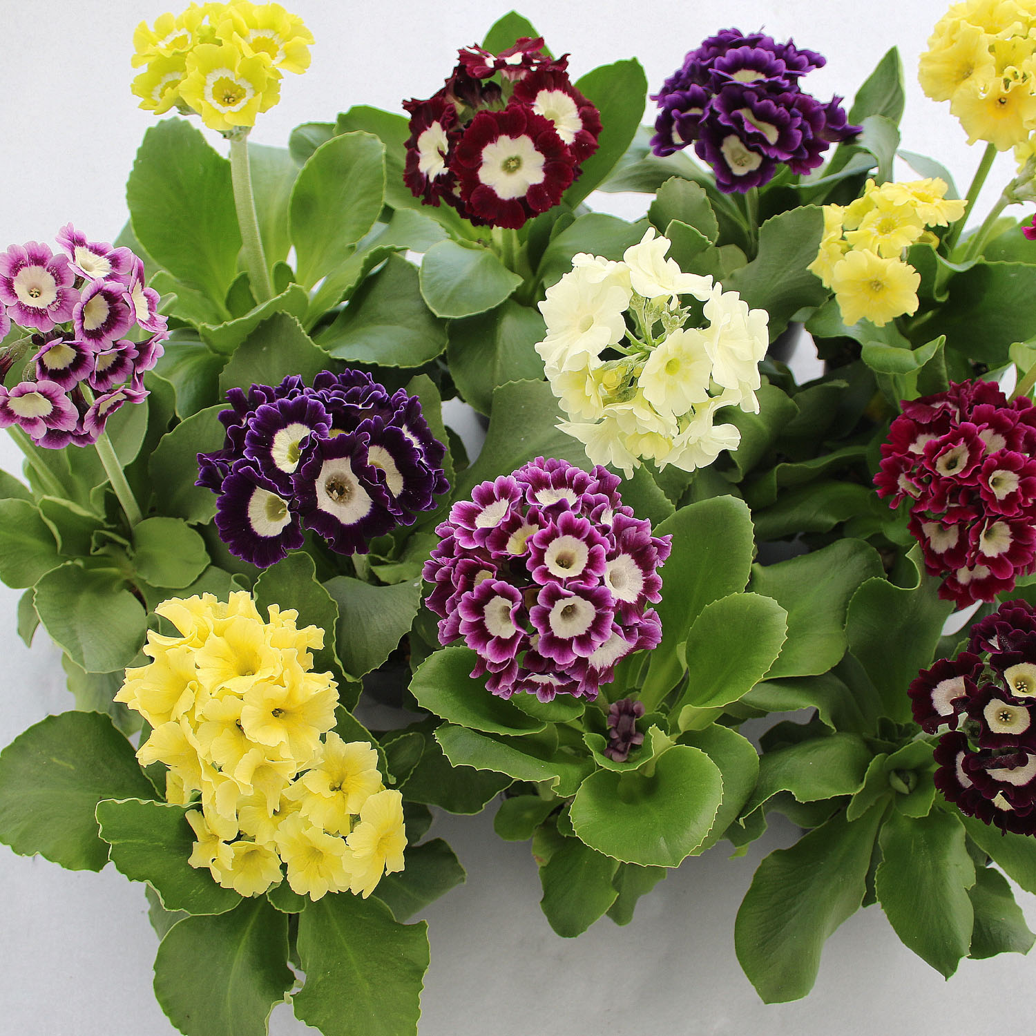 Kategorie <b>Stauden </b> - Gartenaurikel - Primula x pubescens