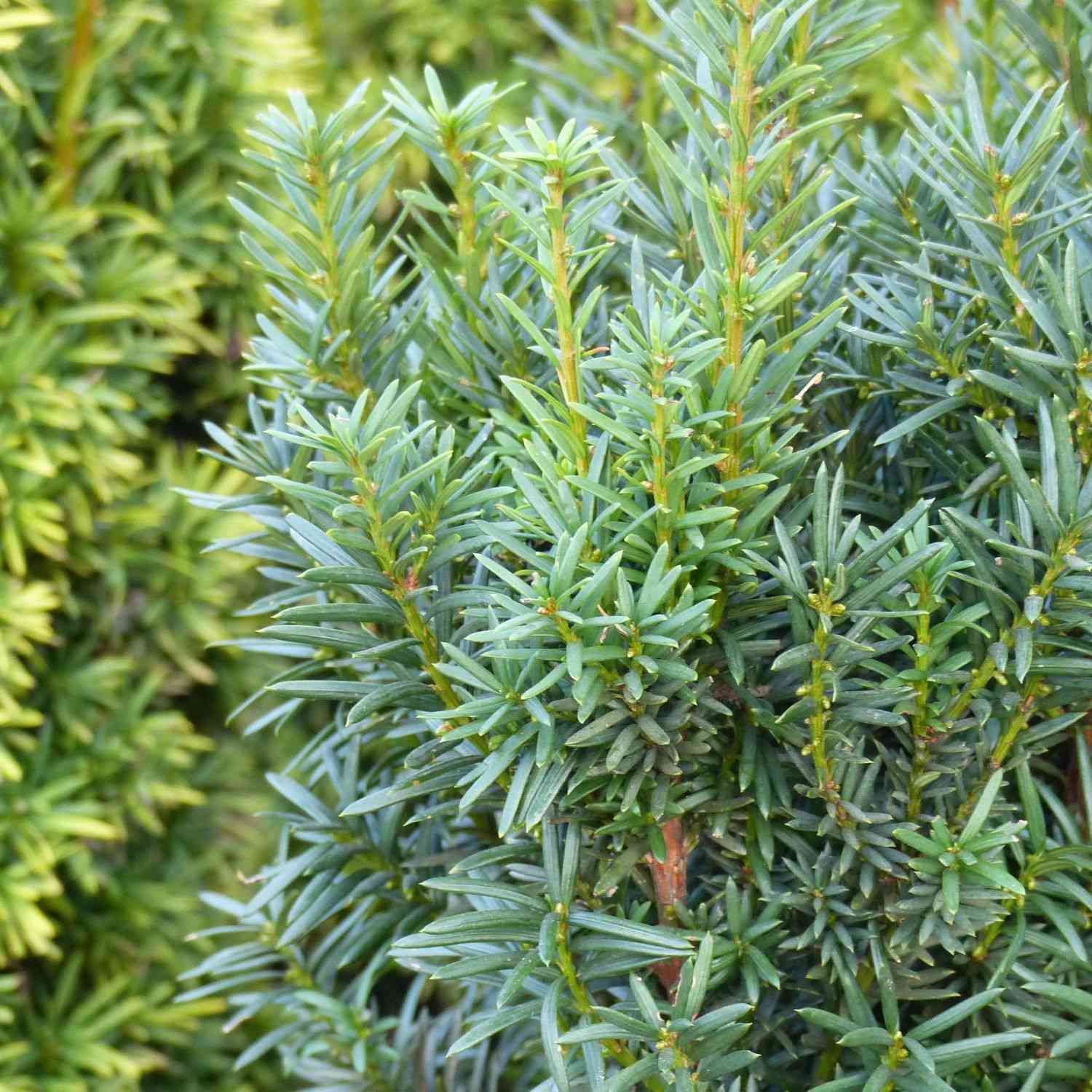 Kategorie <b>Produkt ohne Kategoriezuordnung </b> - Bechereibe 'Hicksii' 3 Liter Container, 30 - 40 cm Liefergröße: 30 - 40 cm - Taxus media 'Hicksii'