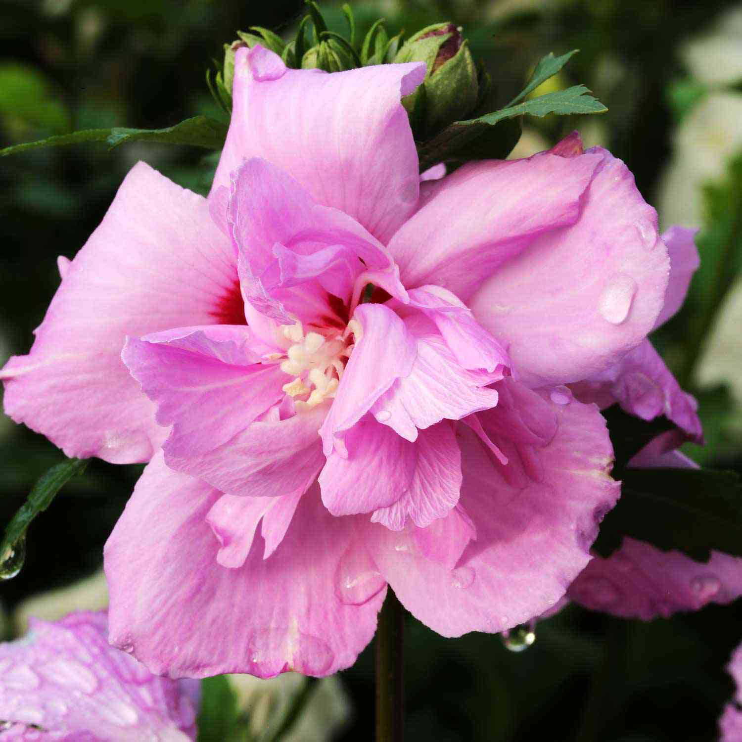 Hibiscus 'Lavender Chiffon®'