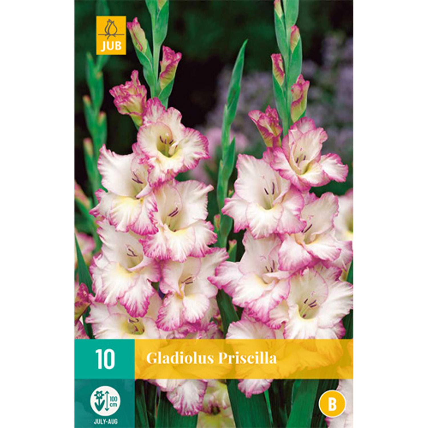 Kategorie <b>Produkt ohne Kategoriezuordnung </b> - Gladiole 'Priscilla' - 10 Stück Liefergröße: Zwiebelgrösse 12/14 - Gladiolus