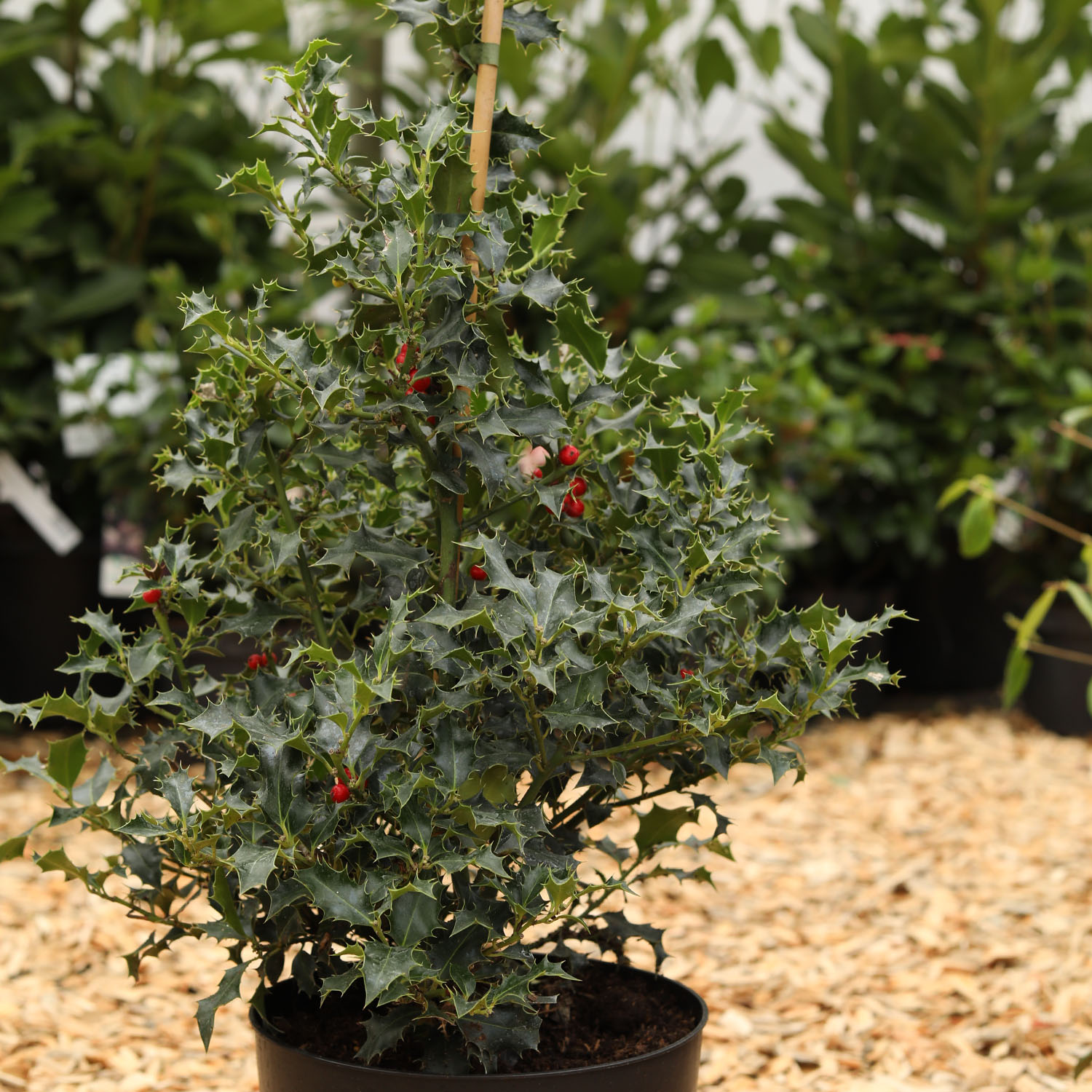 Stechpalme 'Alaska' Stechpalme 'Alaska'