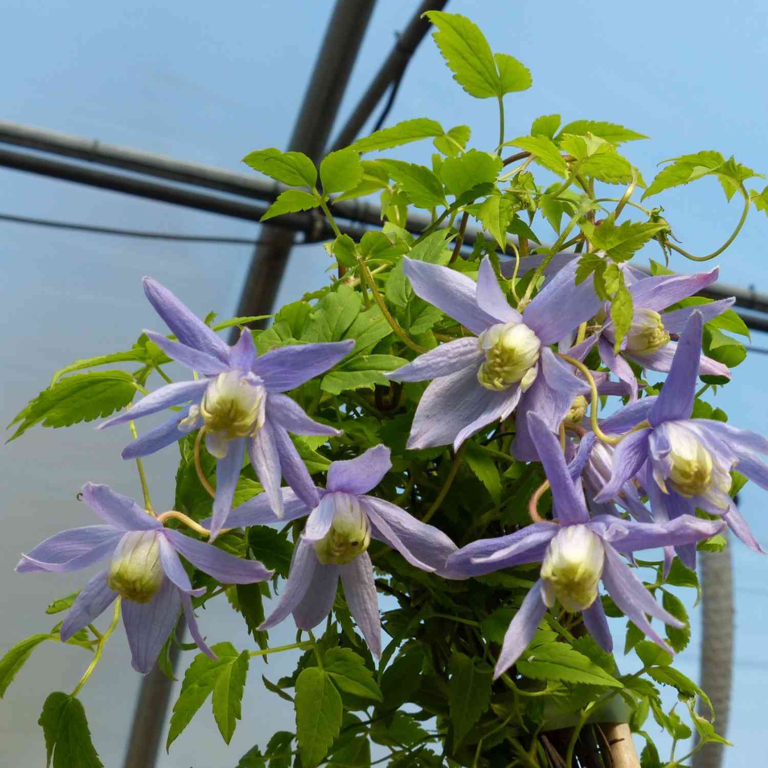 Clematis 'Frances Rivis'