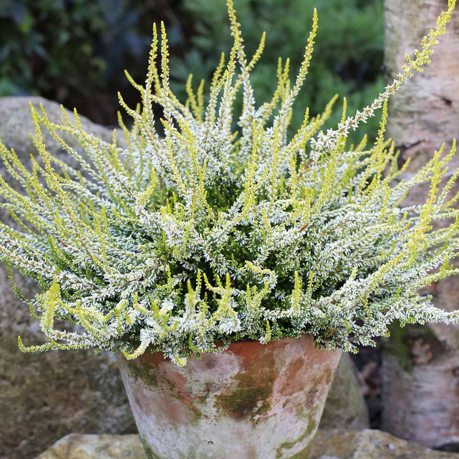 Winterharte Knospenheide 'Sandy' (Garden Girls®) Winterharte Knospenheide 'Sandy' (Garden Girls®)