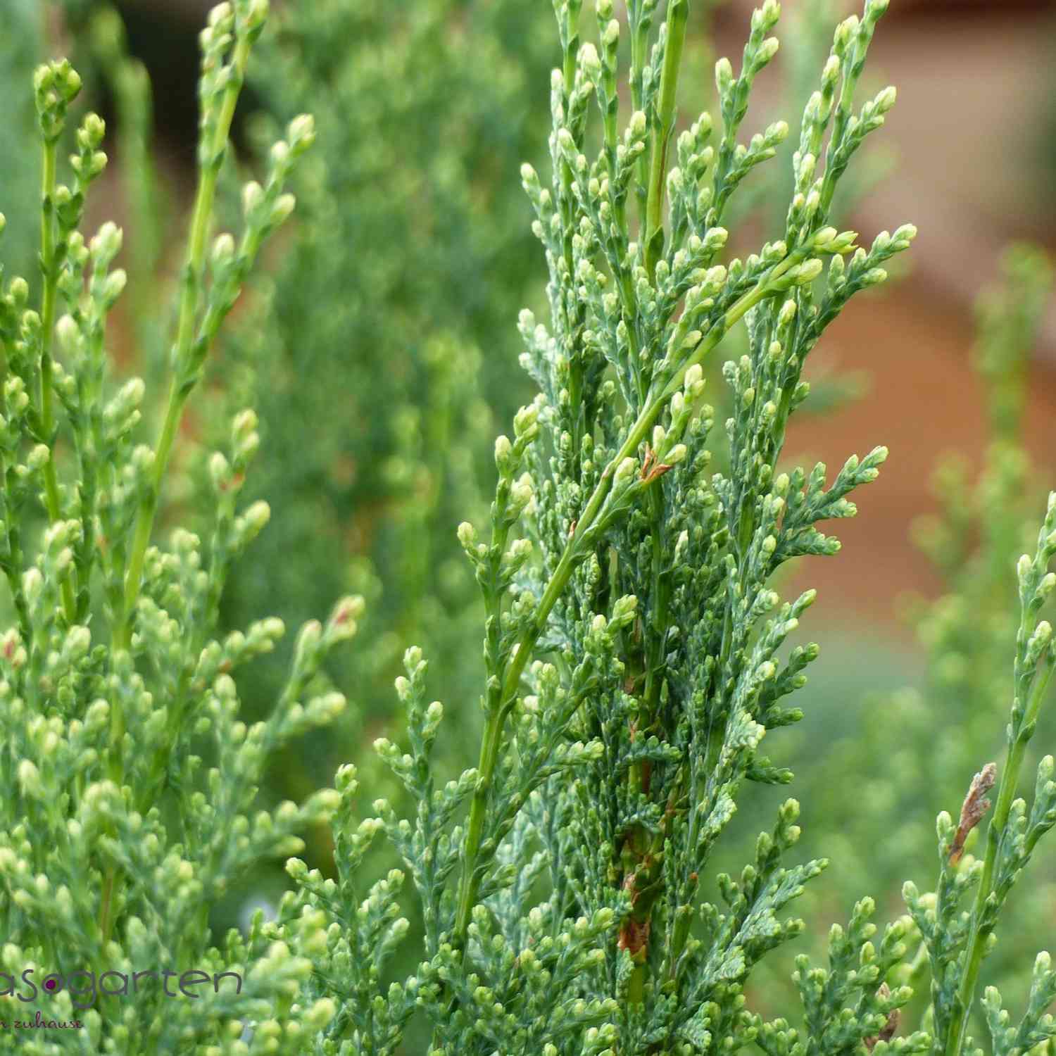 Gartenzypresse 'White Spot'