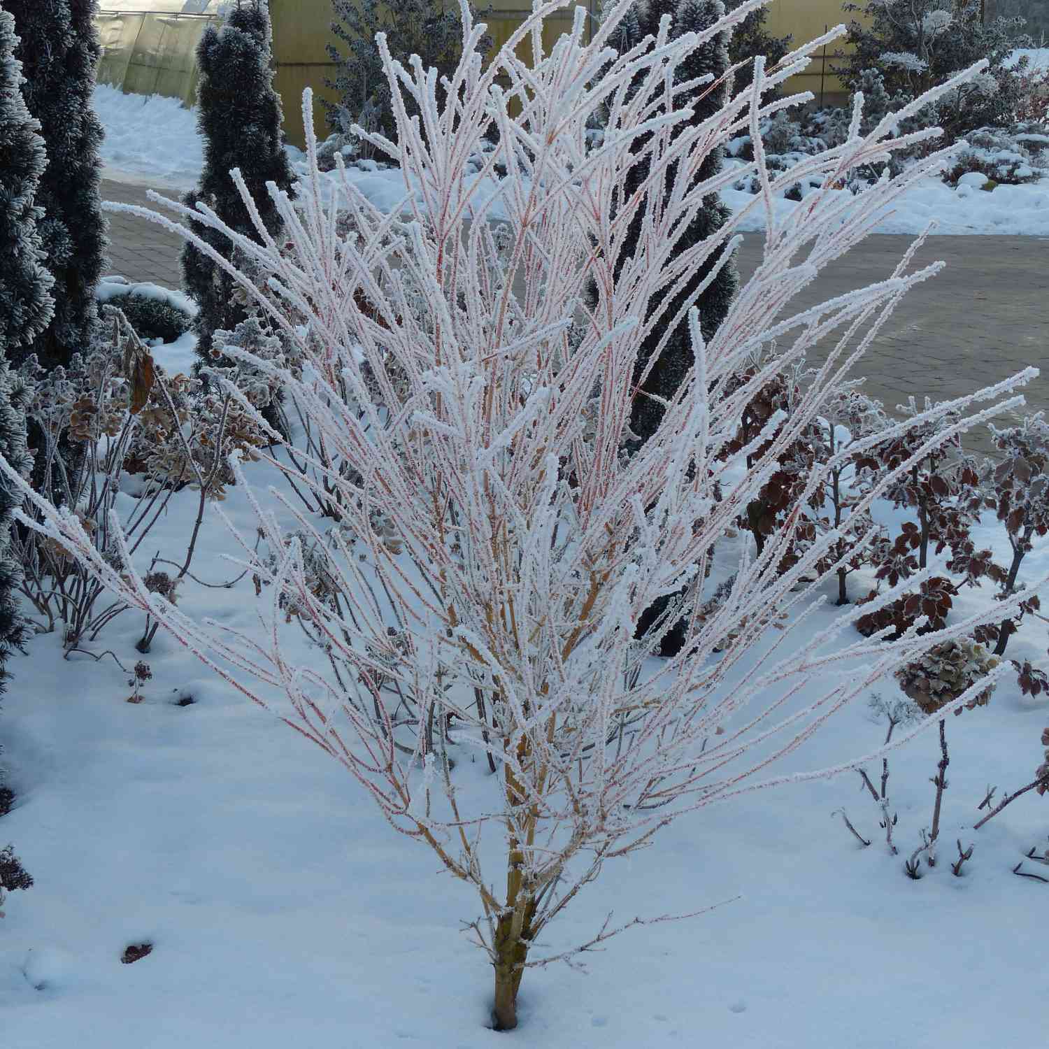 Feuer-Hartriegel 'Midwinter Fire' Feuer-Hartriegel 'Midwinter Fire'