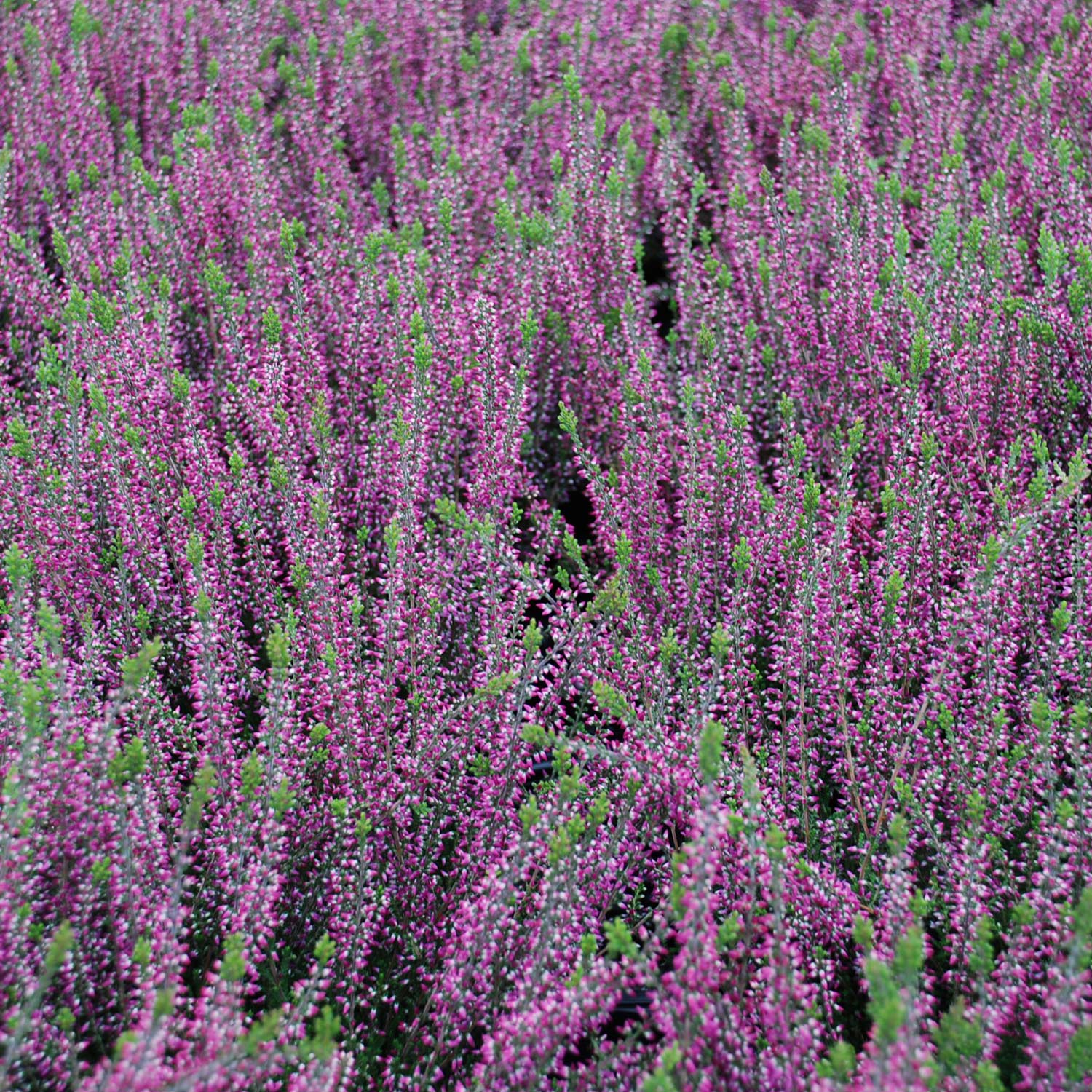 Winterharte Knospenheide 'Amethyst' (Garden Girls®) Lieferform: Im Topf