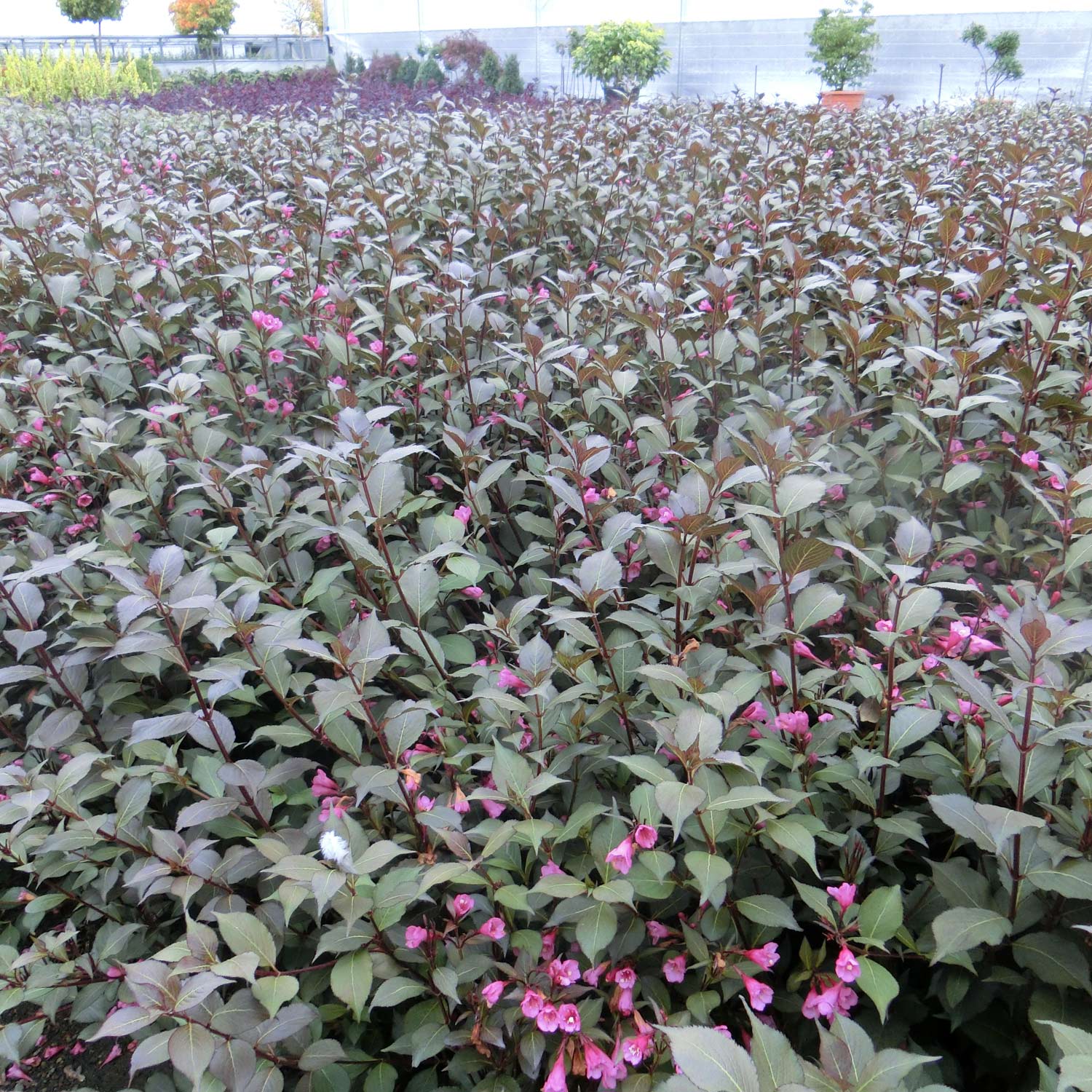 Weigelie 'Victoria'