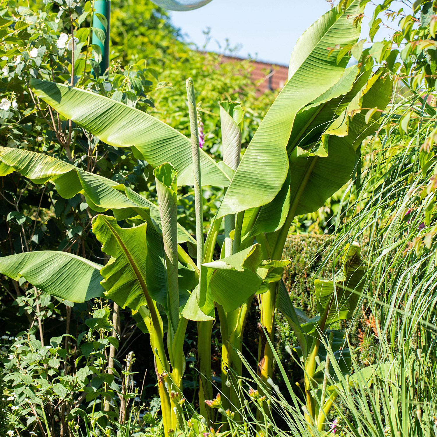 Kategorie <b>Produkt ohne Kategoriezuordnung </b> - Japanische Faserbanane C5 80 - 100 cm Liefergröße: 80 -100 cm - Musa basjoo