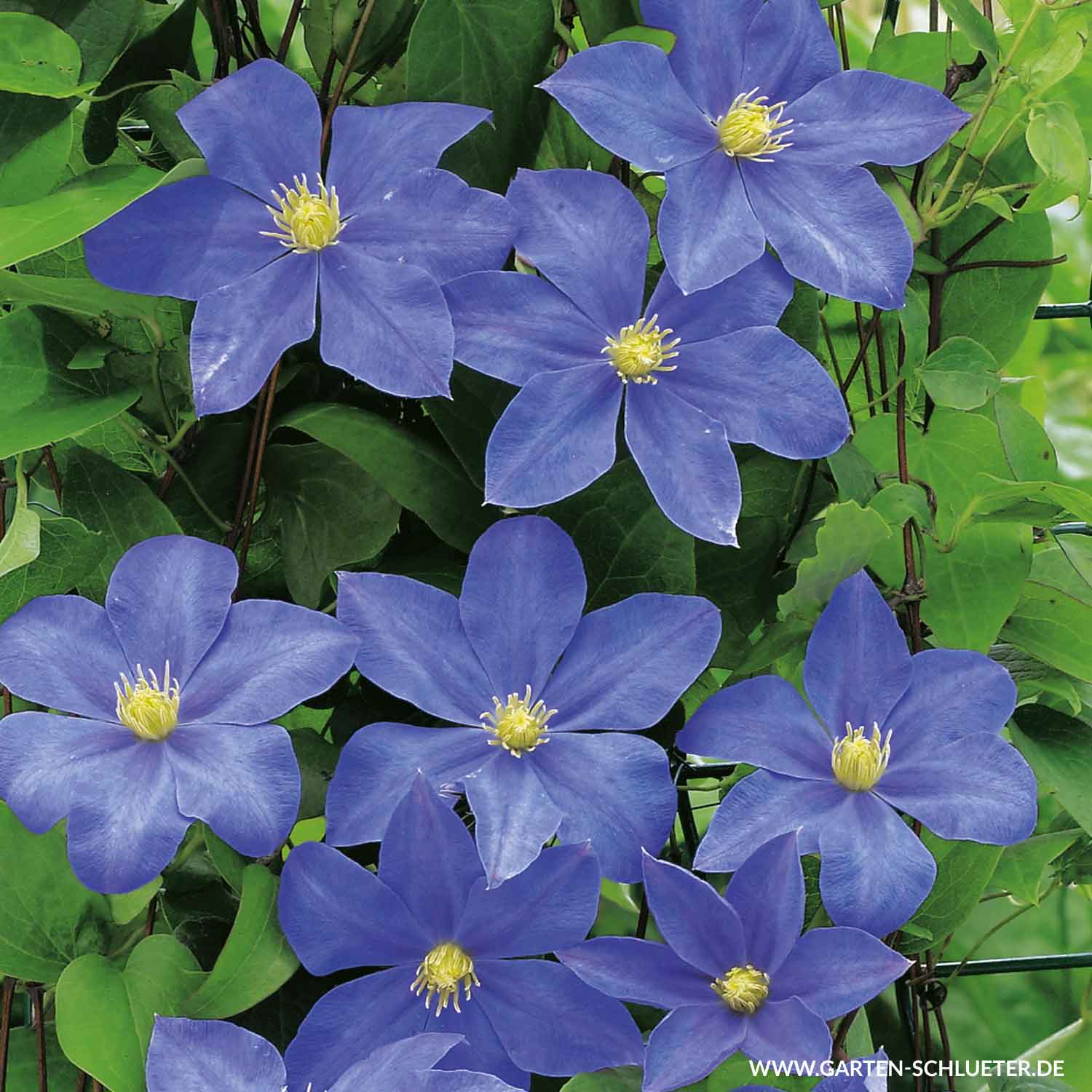 Kategorie <b>Clematis </b> - Clematis 'Fujimusume' Liefergröße: 60 - 100 cm - Clematis Hybride 'Fujimusume'