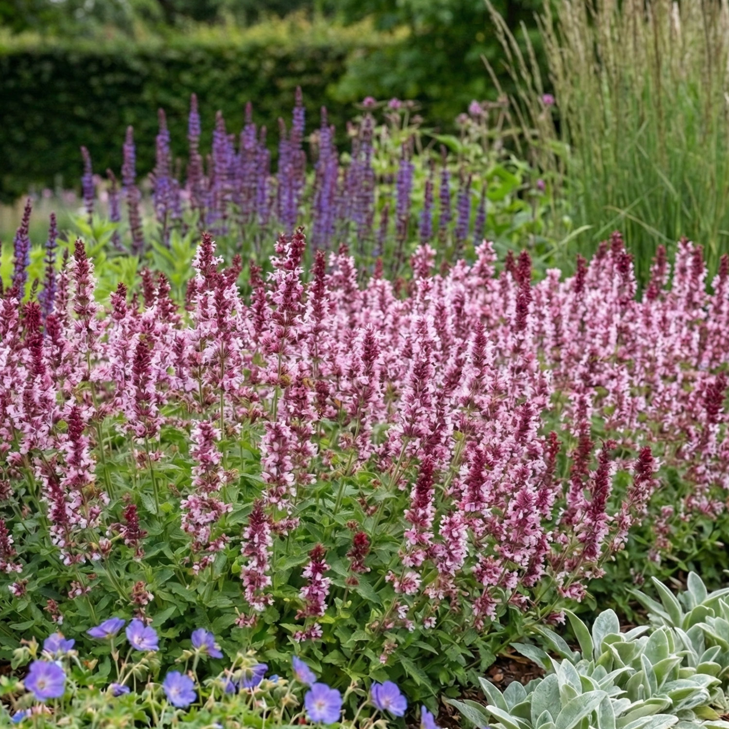 Kategorie <b>Produkt nicht gewünscht </b> - Großblütige Katzenminze 'Dawn to Dusk' Lieferform: Im 0,5 Liter Topf - Nepeta grandiflora 'Dawn to Dusk'