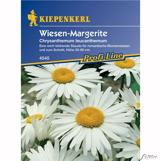 Margeriten 'Wiesen-Margerite' Lieferform: Portionssaatgut