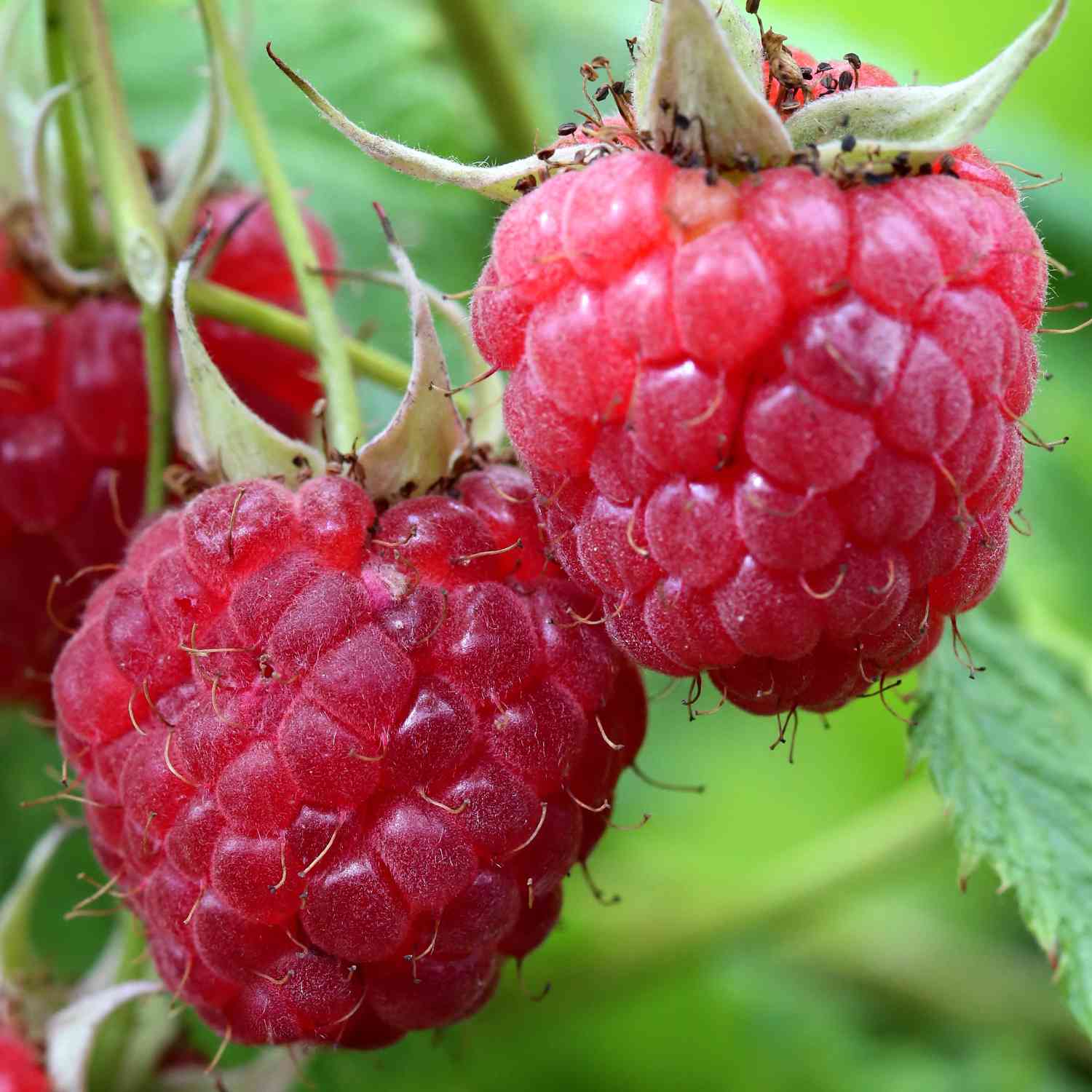 Sommerhimbeere 'Rubaca®'