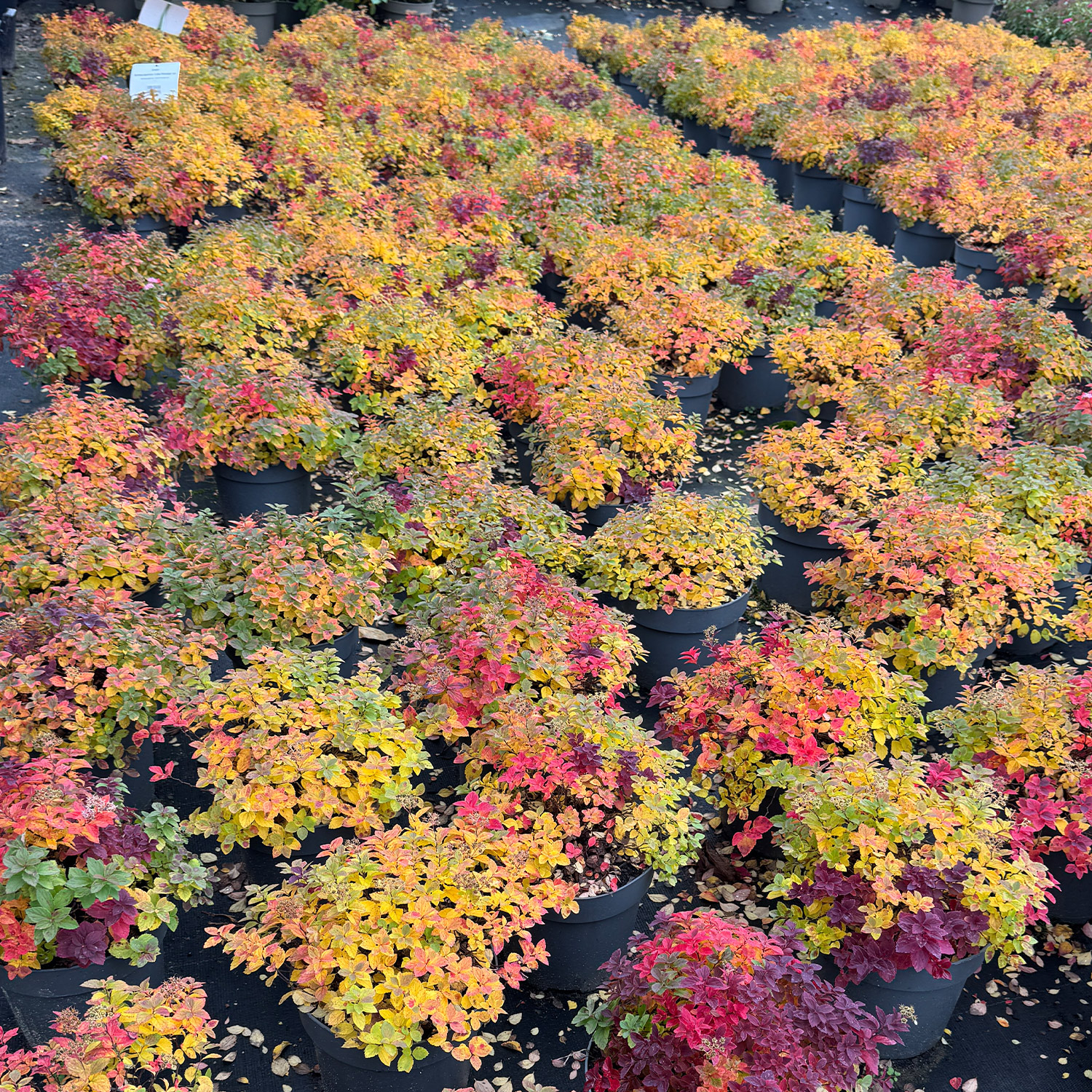 Zwerg-Spiere 'Little Princess'