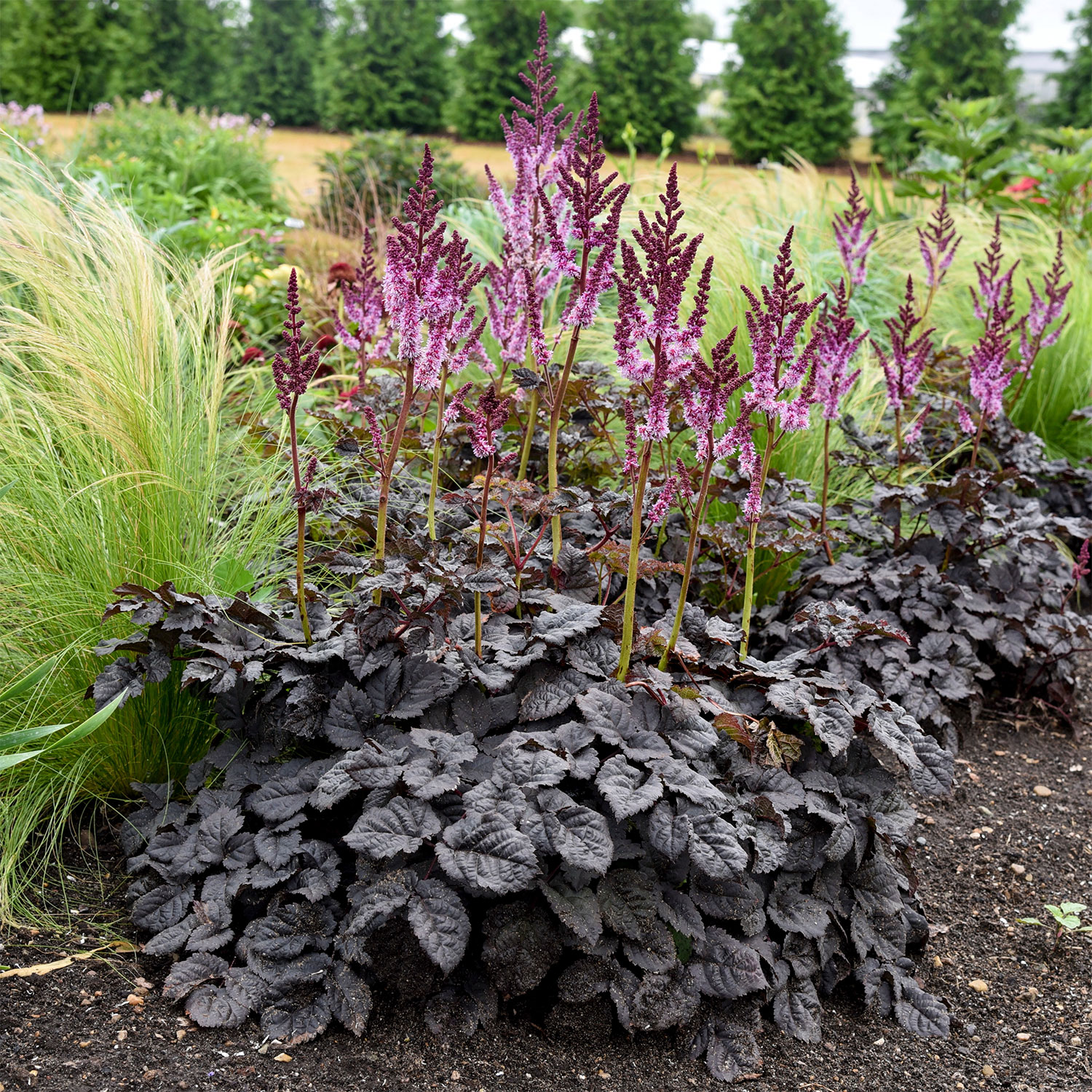 Prachtspiere 'Dark Side of the Moon'® Lieferform: Im 2 Liter Topf