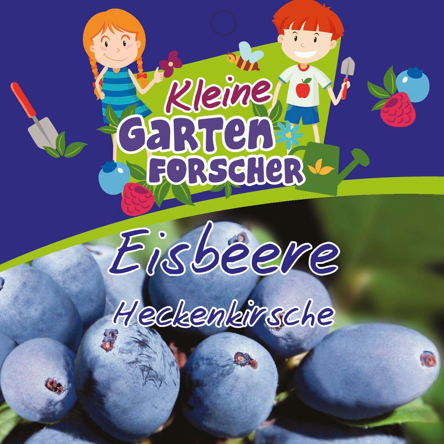 Heckenkirsche 'Eisbeere' Kleine Gartenforscher Liefergröße: 40 - 60 cm