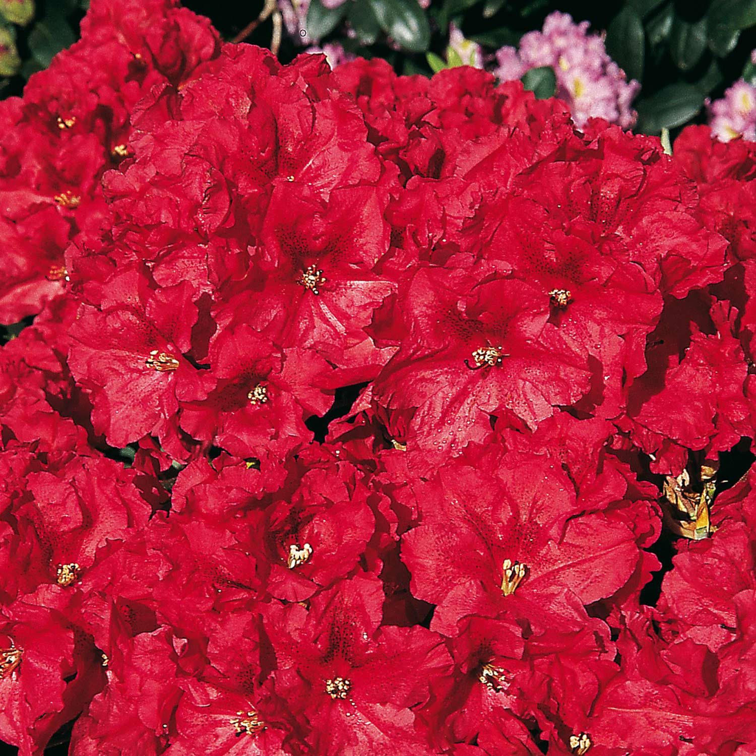Rhododendron 'Rabatz®' Container, 30-40 cm - KLASSISCH Liefergröße: 30-40 cm