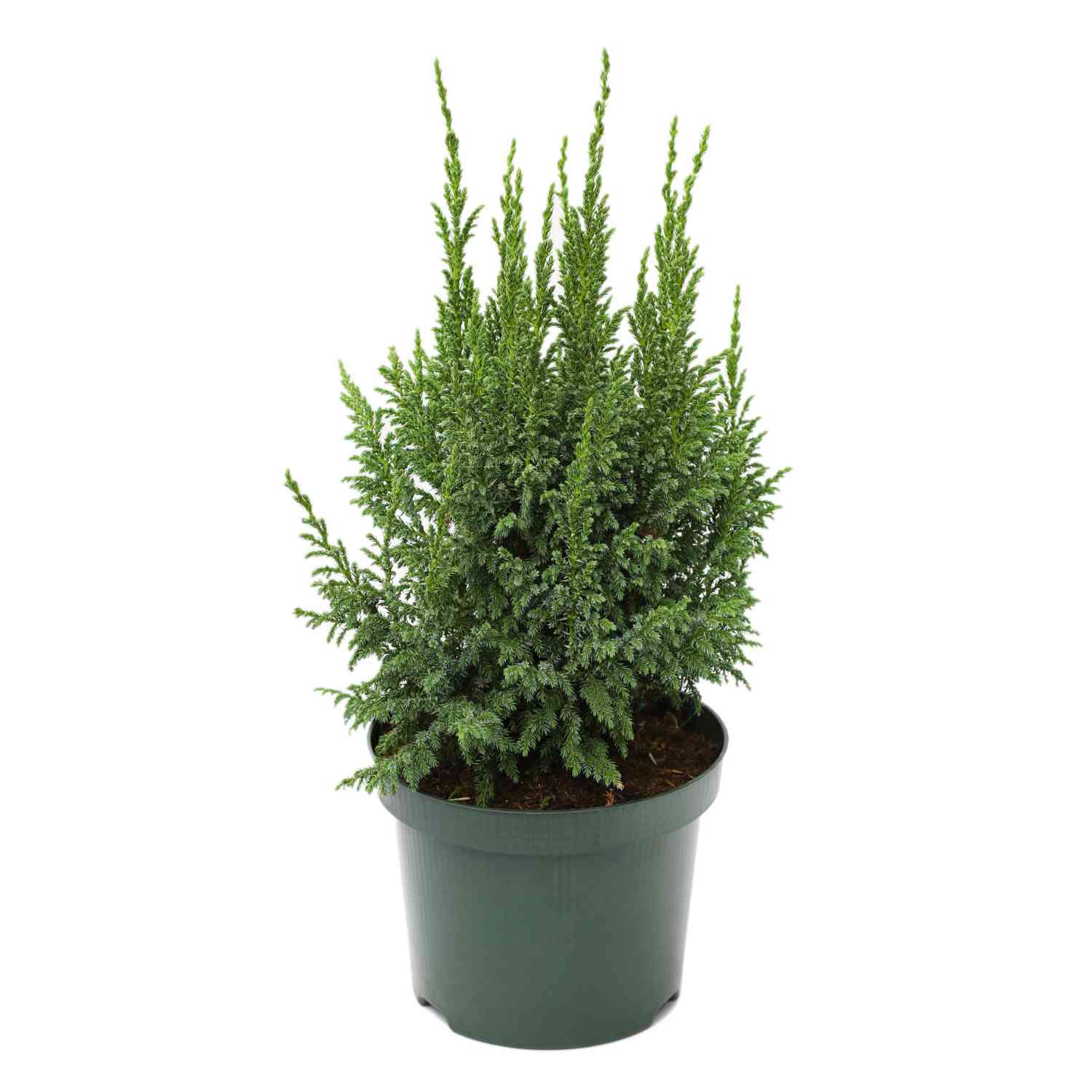 Bodenwacholder 'Loderi'