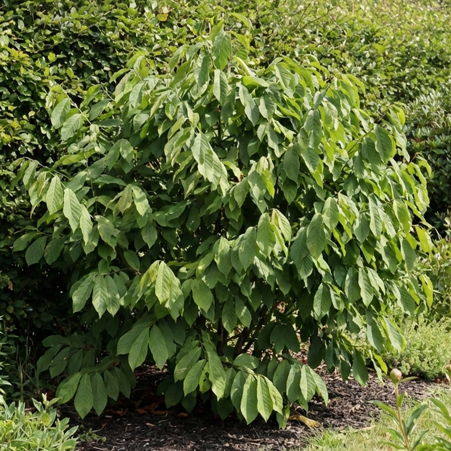 Kategorie <b>Produkt ohne Kategoriezuordnung </b> - Indianerbanane / Papau 60 - 80 cm Liefergröße: 60 - 80 cm - Asimina triloba
