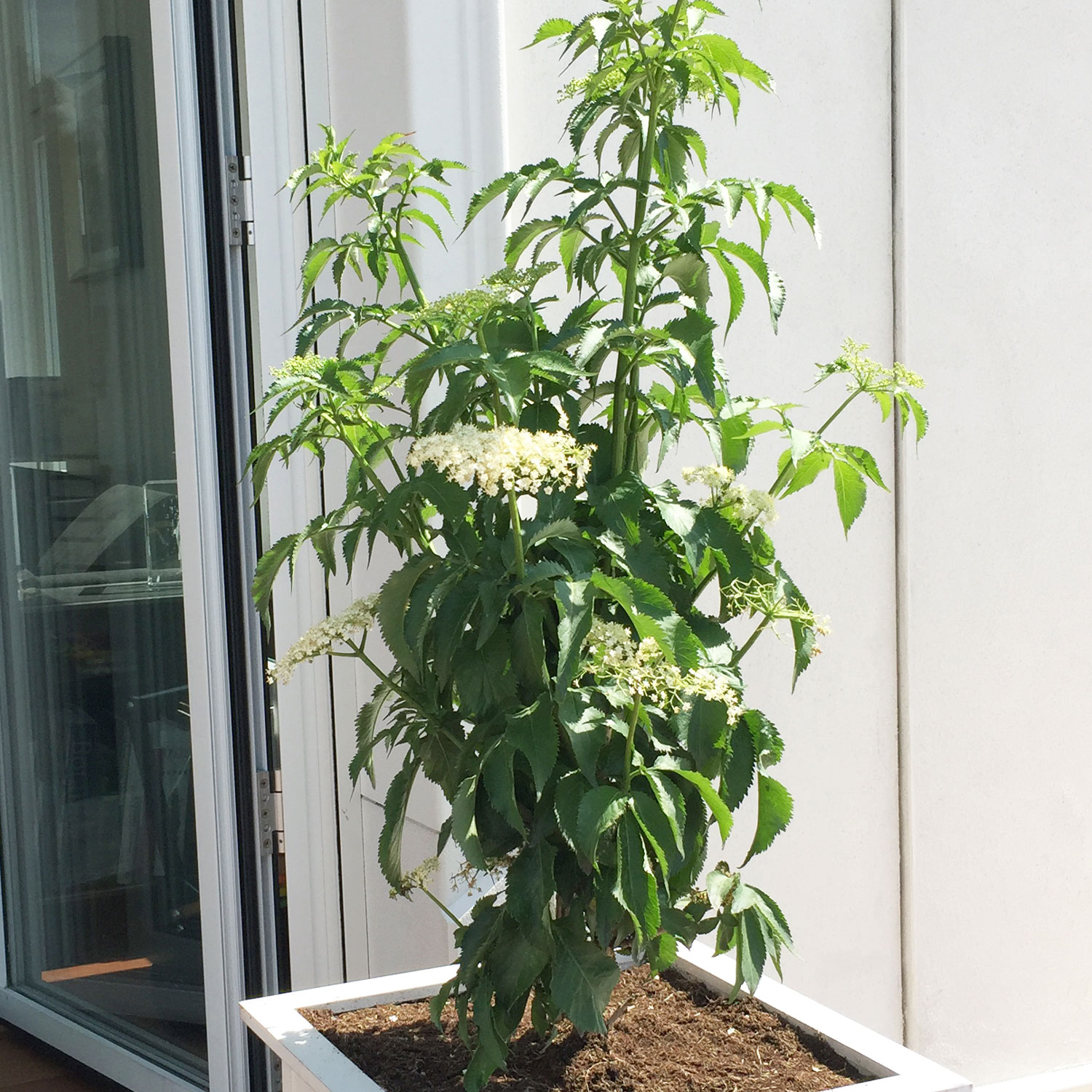 Grünlaubiger Säulen-Holunder 'Green Tower' ® C10 60 - 80 cm Liefergröße: 60 - 80 cm
