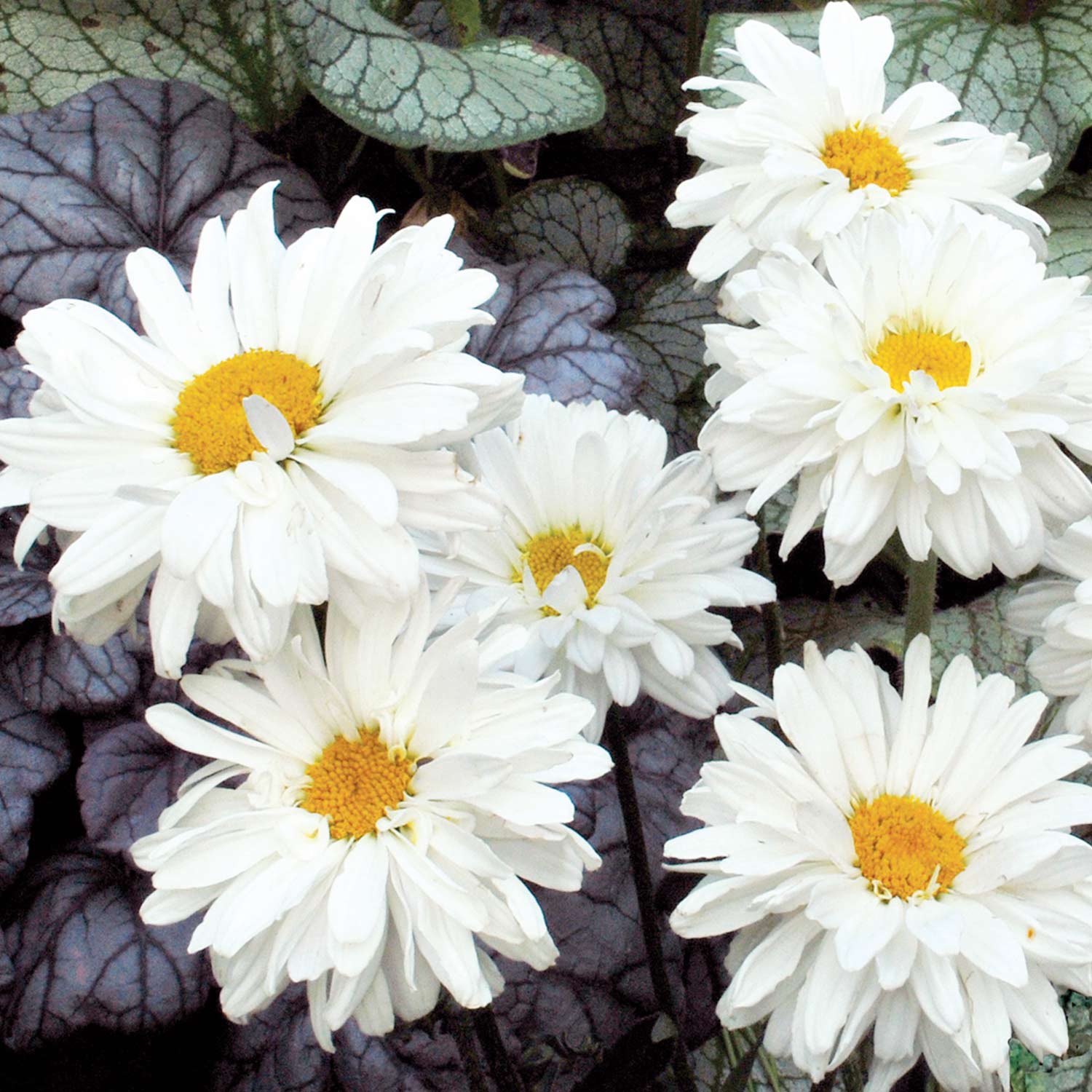 Kategorie <b>Stauden </b> - Großblumige Margerite 'Victorian Secret' Liefergröße: Solitärstaude - Leucanthemum x superbum 'Victorian Secret'