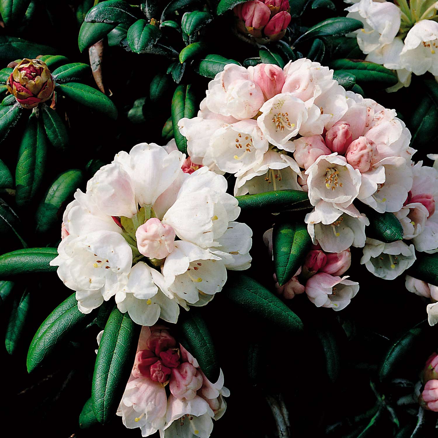 Blütensträucher und Ziergehölze - Ball-Rhododendron 'Koichiro Wada', 3 - 5 Liter, 25 - 30 cm Liefergröße: 25 - 30 cm - Rhododendron yakushimanum