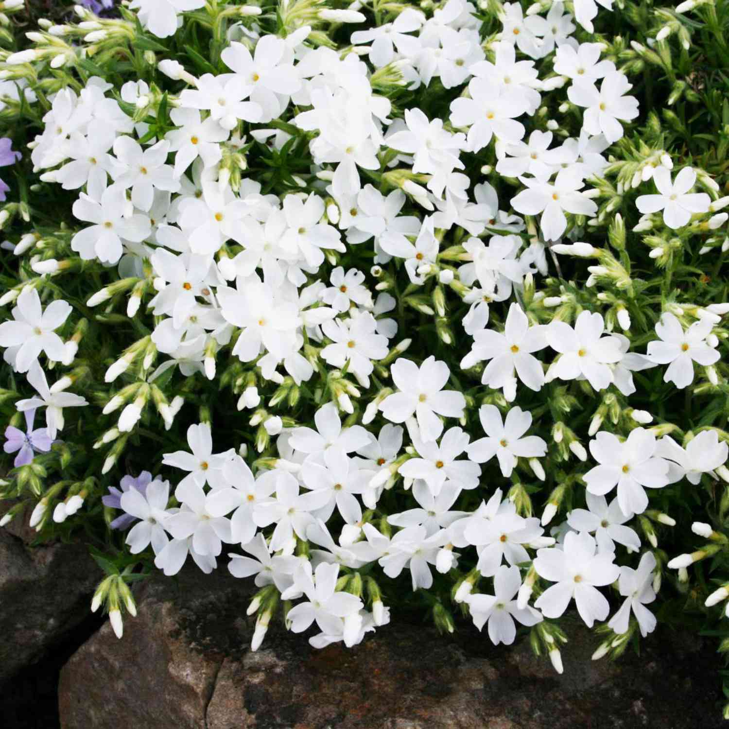 Polsterphlox 'White Delight'