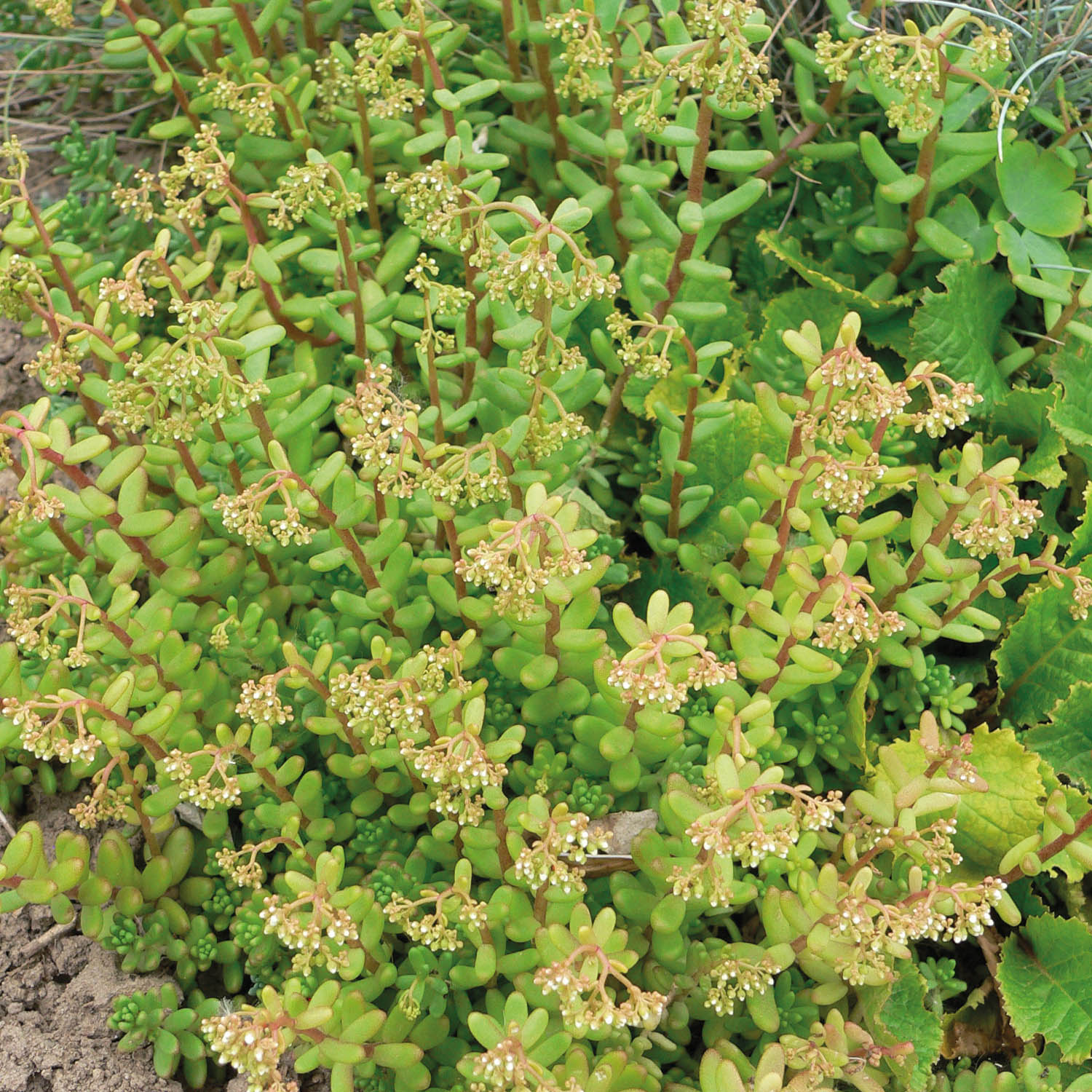 Kategorie <b>Stauden </b> - Weißblühender Rotmoos-Mauerpfeffer Lieferform: Im 9 cm Topf - Sedum album