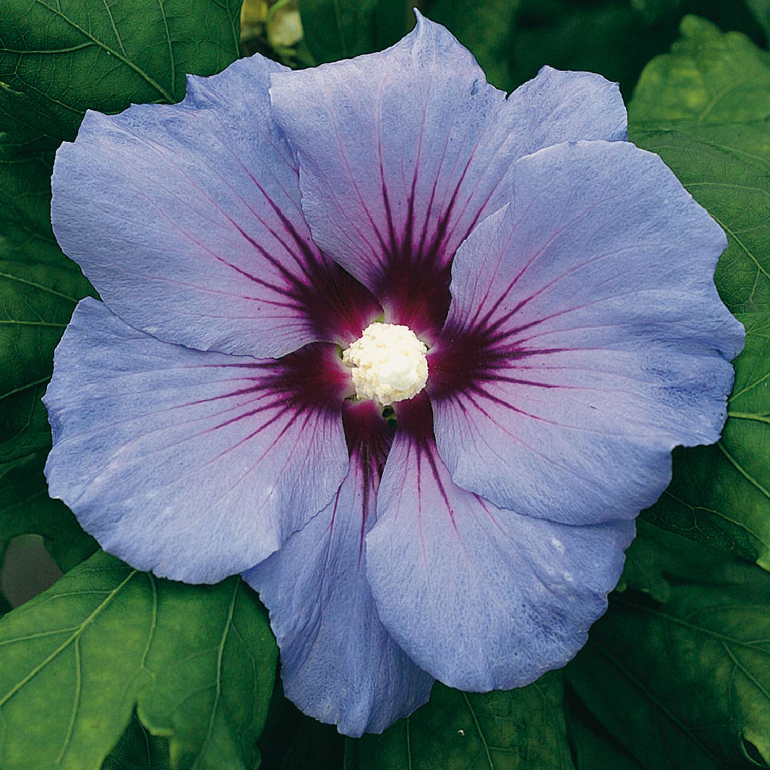 Blütensträucher und Ziergehölze - Garteneibisch 'Blue Bird' 3 Liter Container, 30-40 cm Liefergröße: 30-40 cm - Hibiscus syriacus 'Blue Bird'