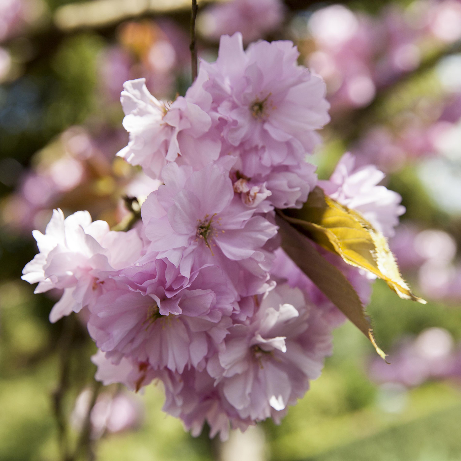 Frühe Zierkirsche / Frühlingskirsche Frühe Zierkirsche / Frühlingskirsche